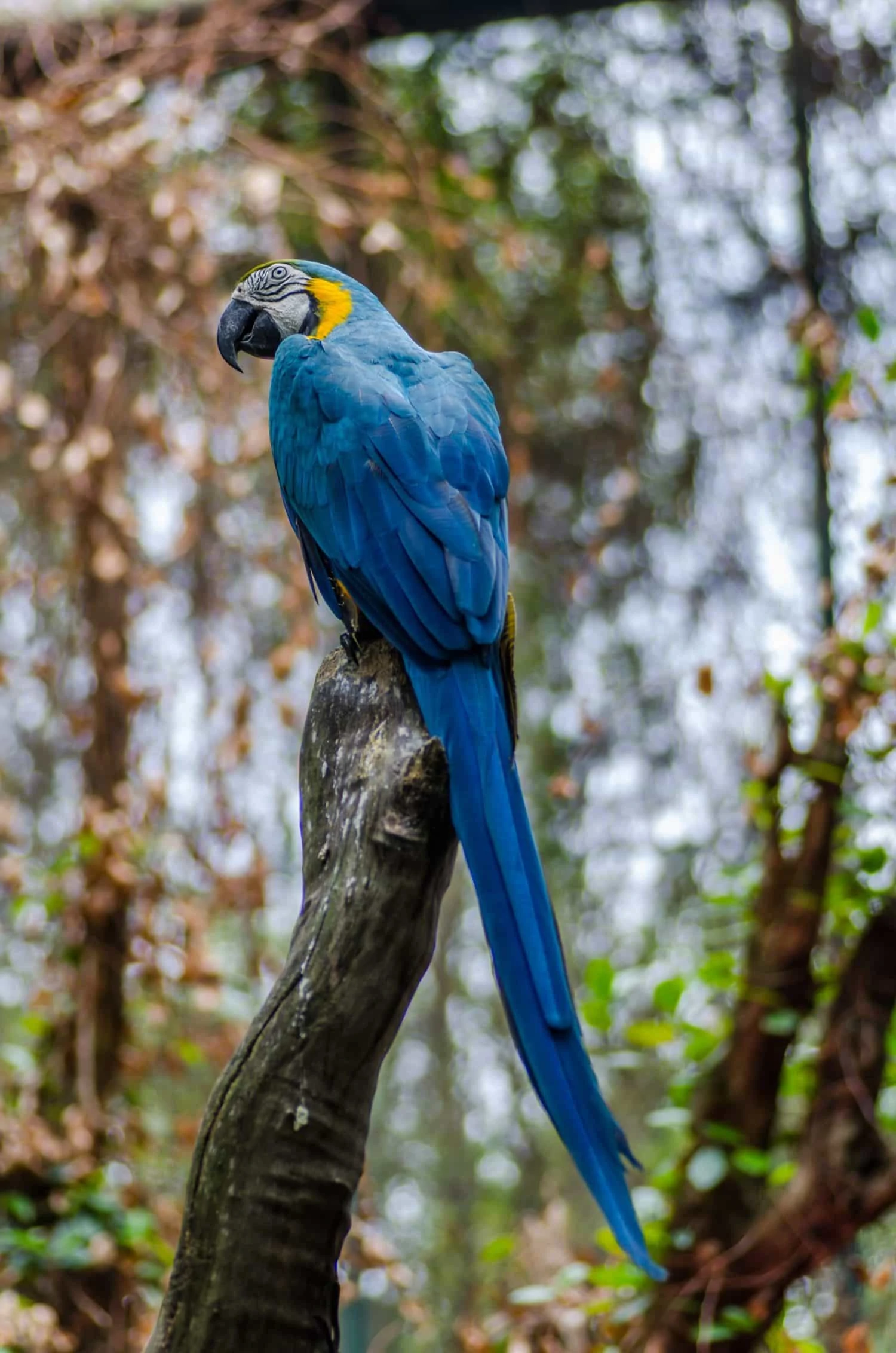 ejemplo de foto de naturaleza, papagayo