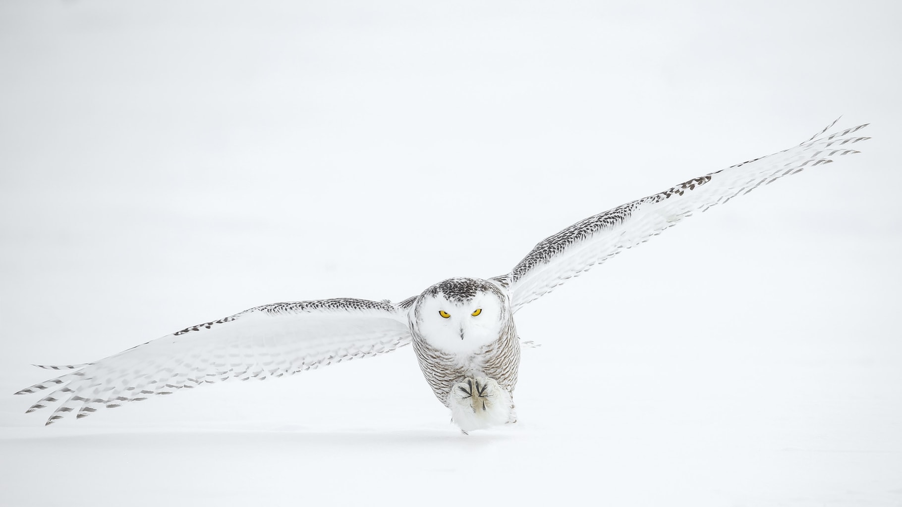 Búho de las nieves volando