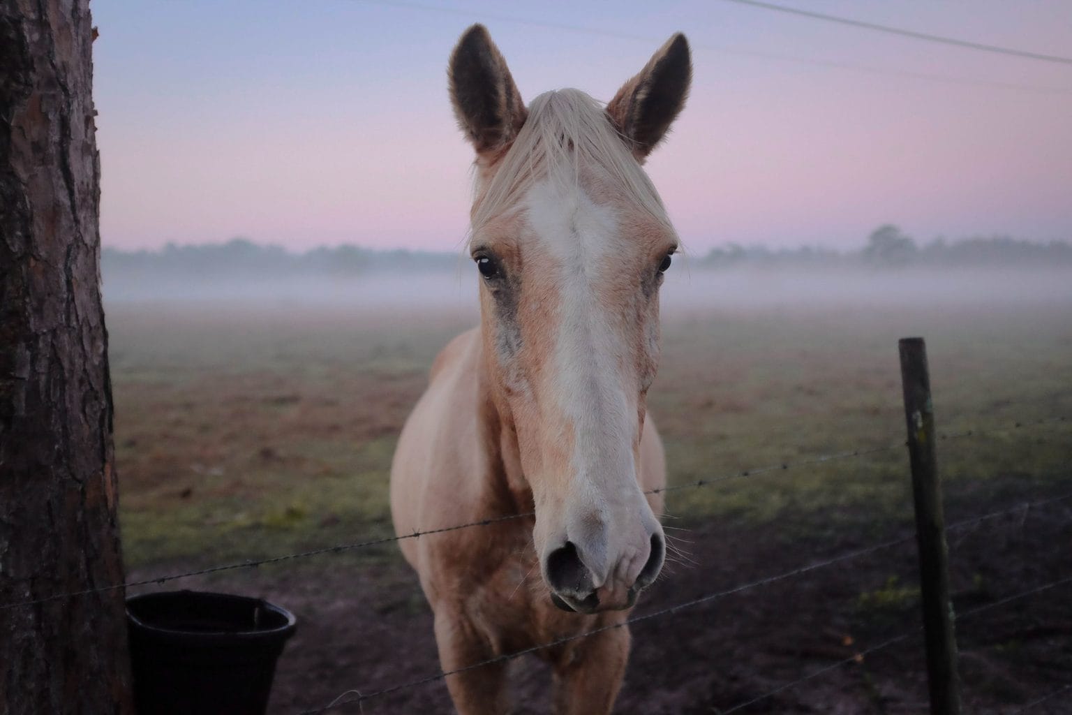 caballo en el campo