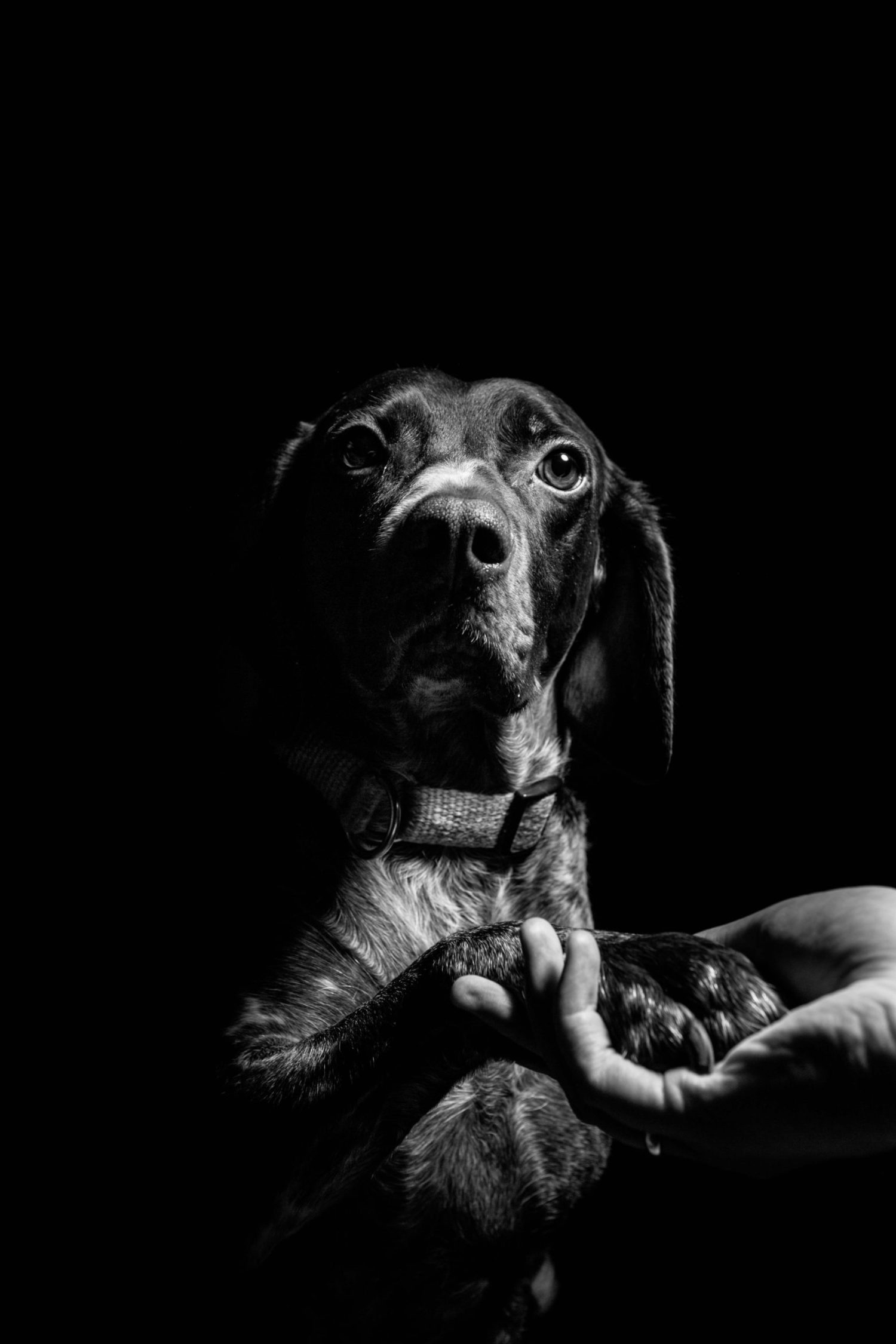 Perro fotografiado en clave baja