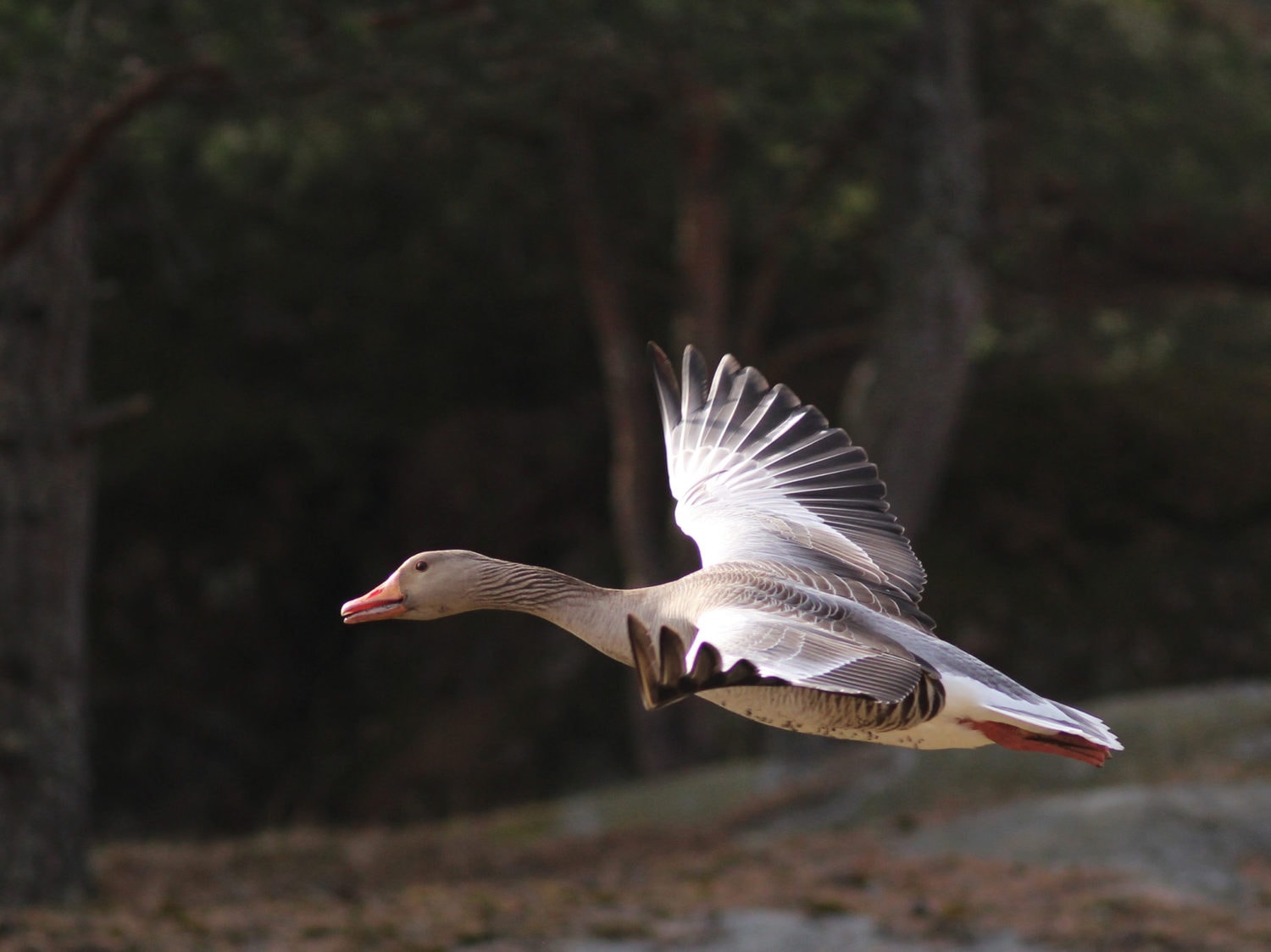 Ganso volando