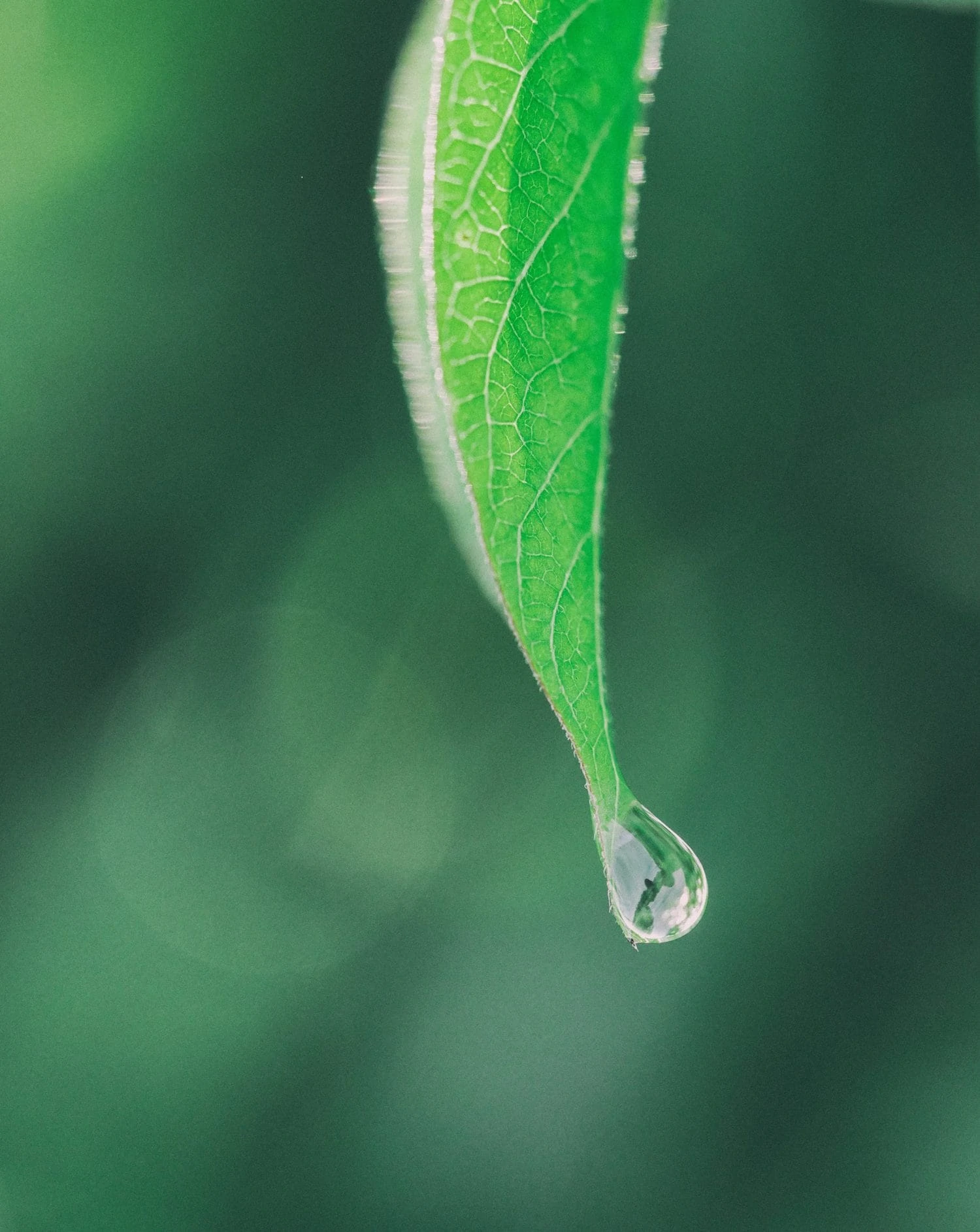 macro photo
