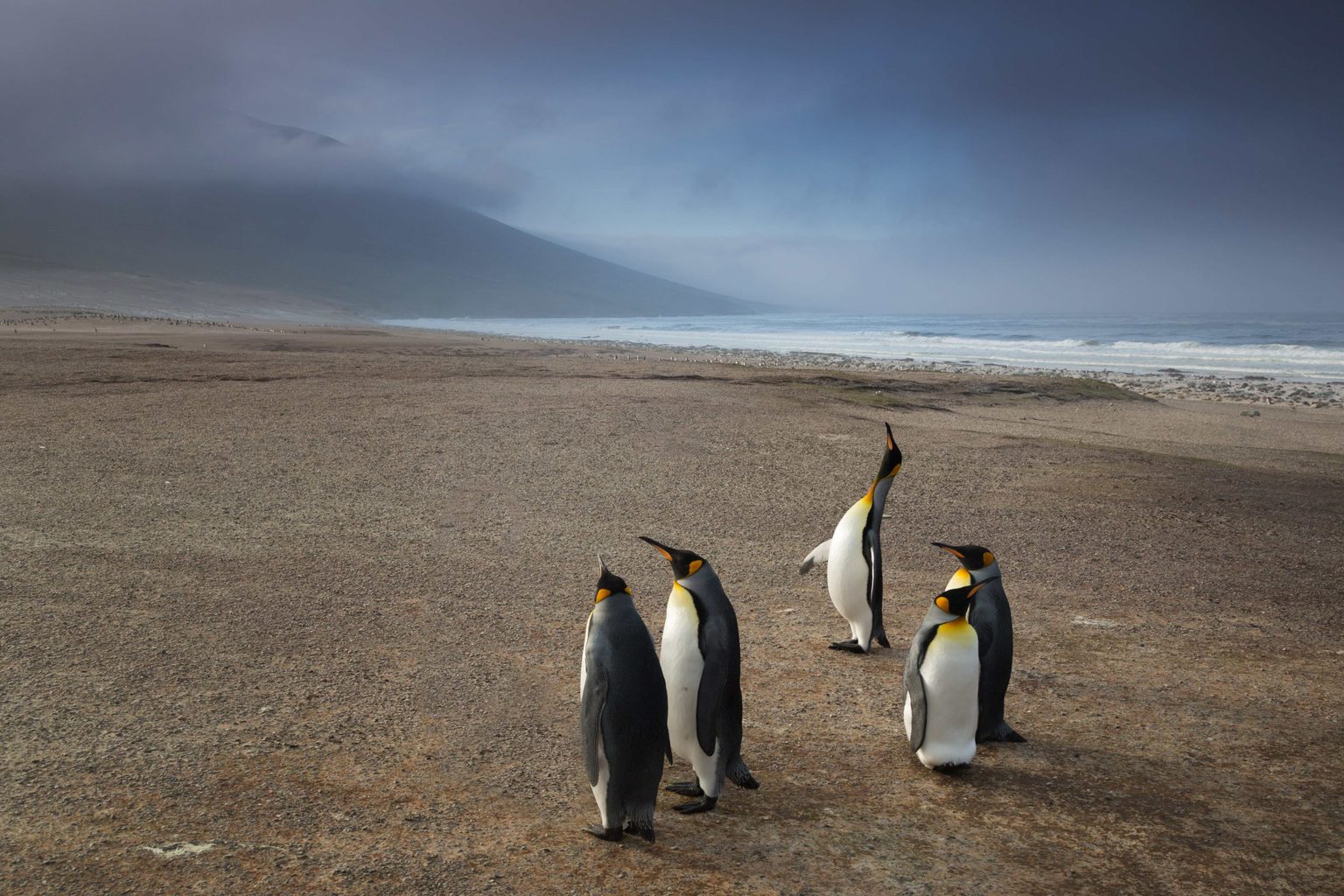 Pingüinos en la playa