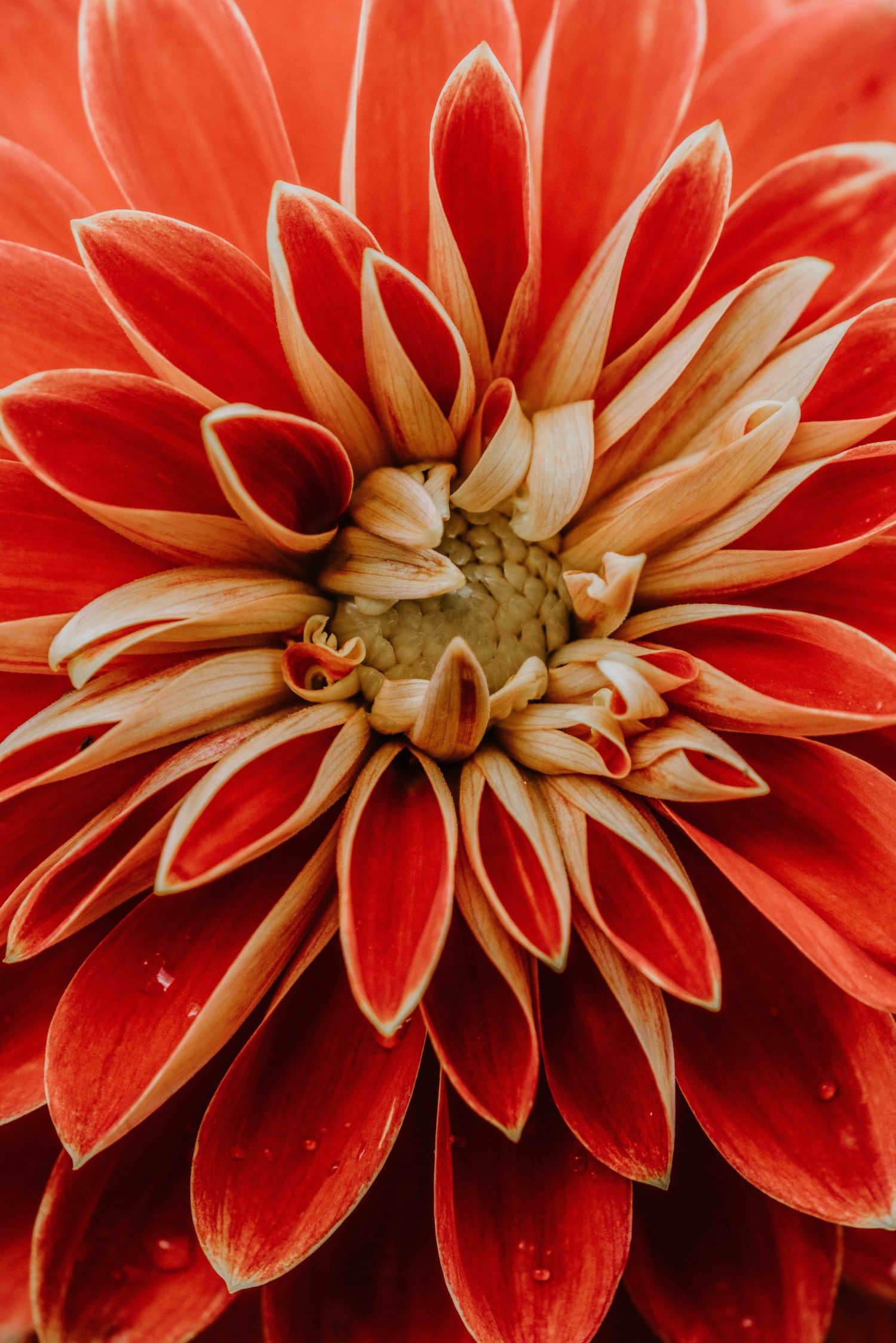 Flor fotografiada muy cerca rellenando el encuadre