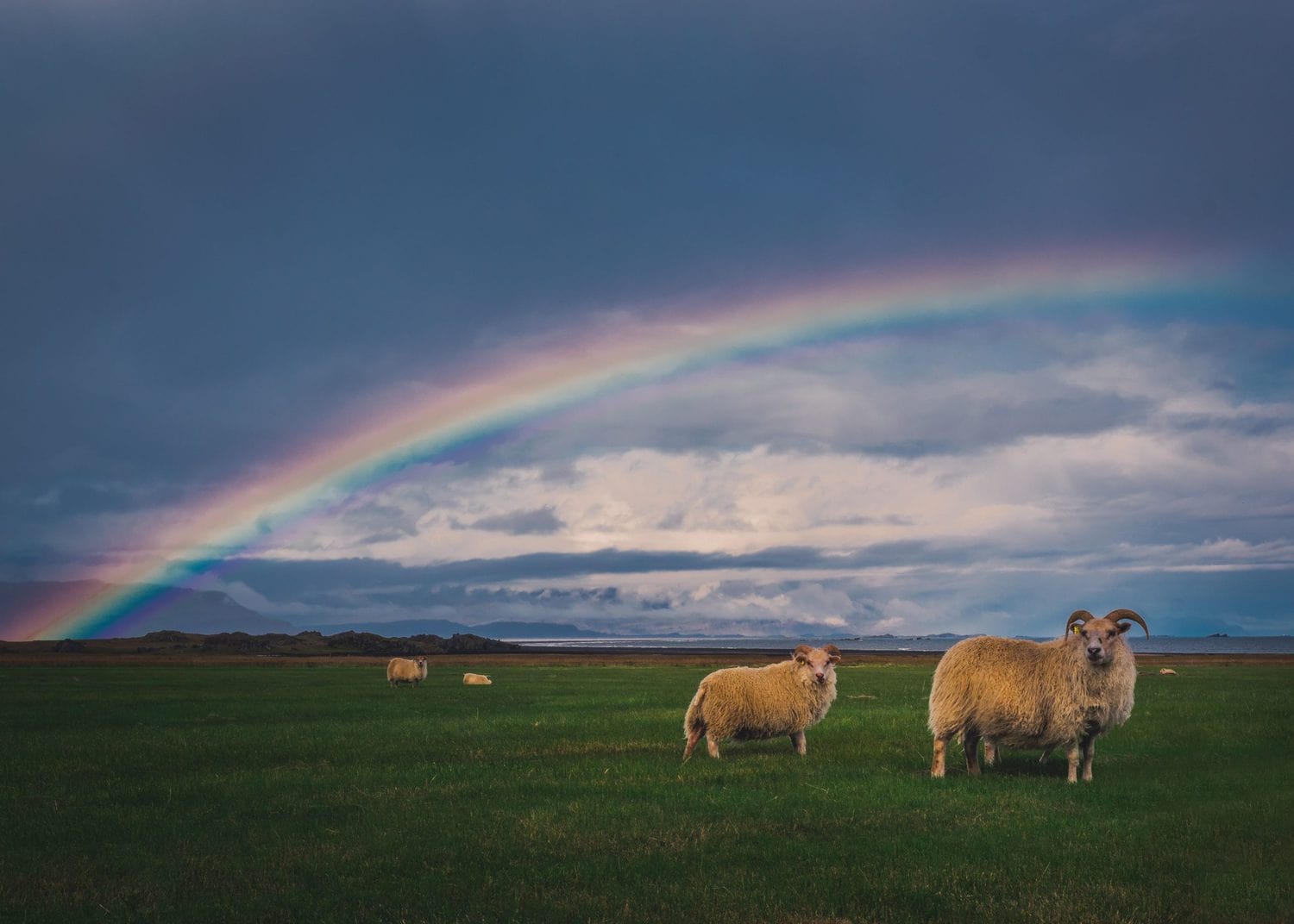 Arcoíris como encuadre natural de animales
