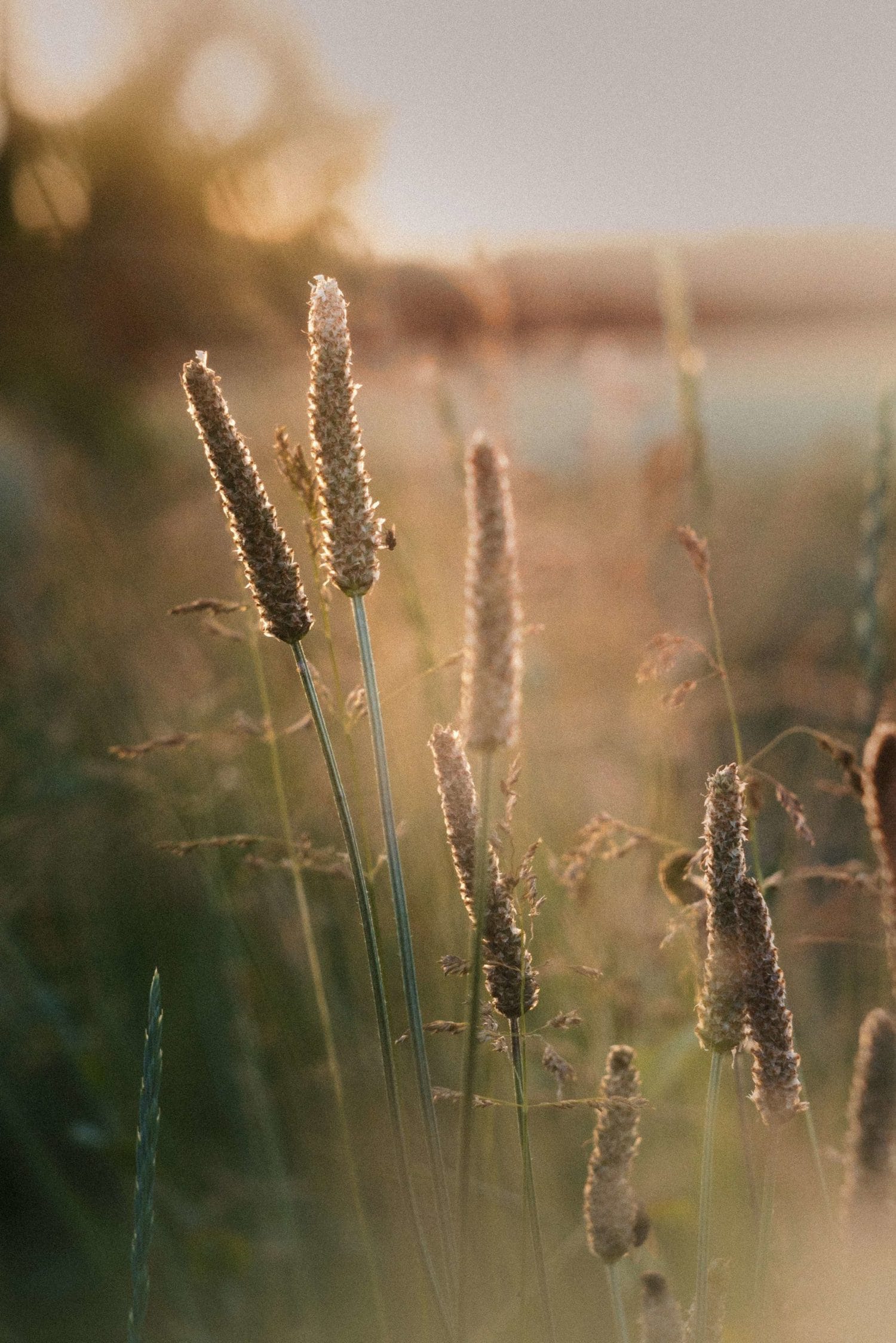 Fotografía de plantas a contraluz