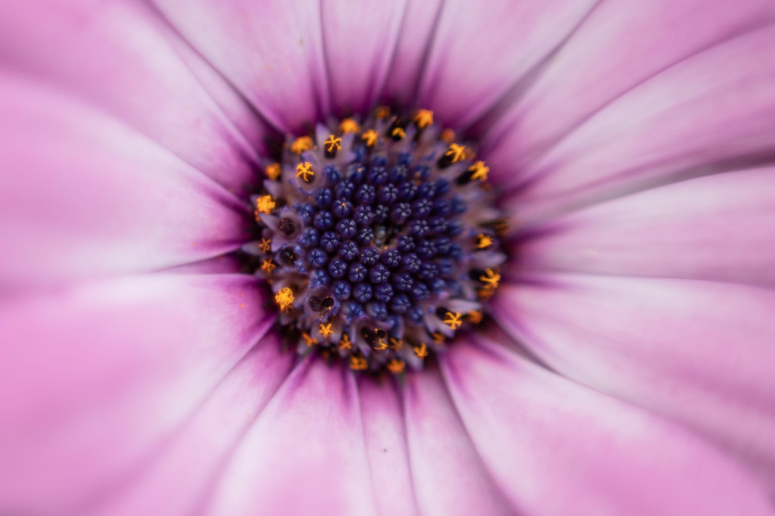 Foto macro realizada invirtiendo el objetivo