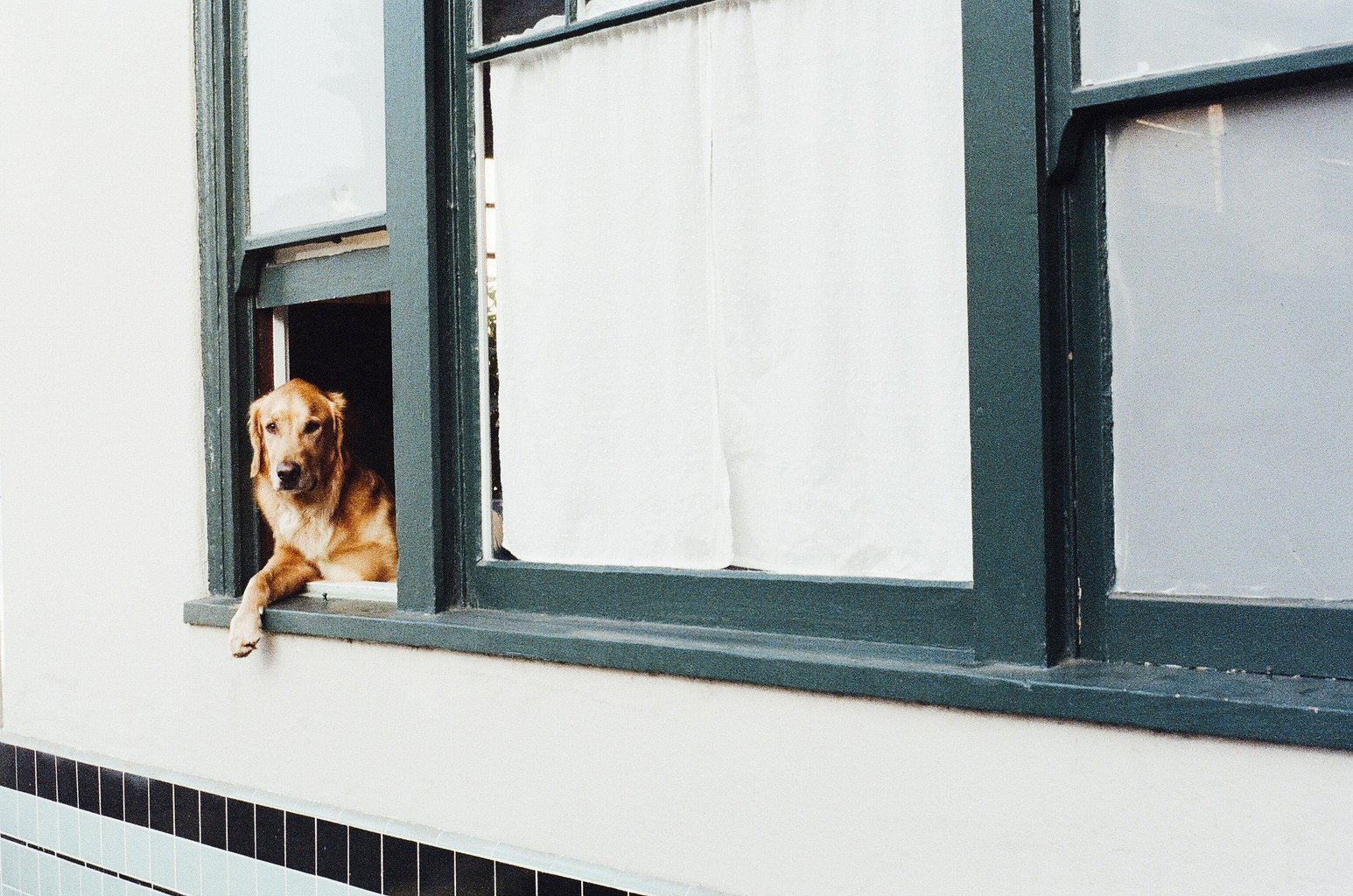 perro regla tercios