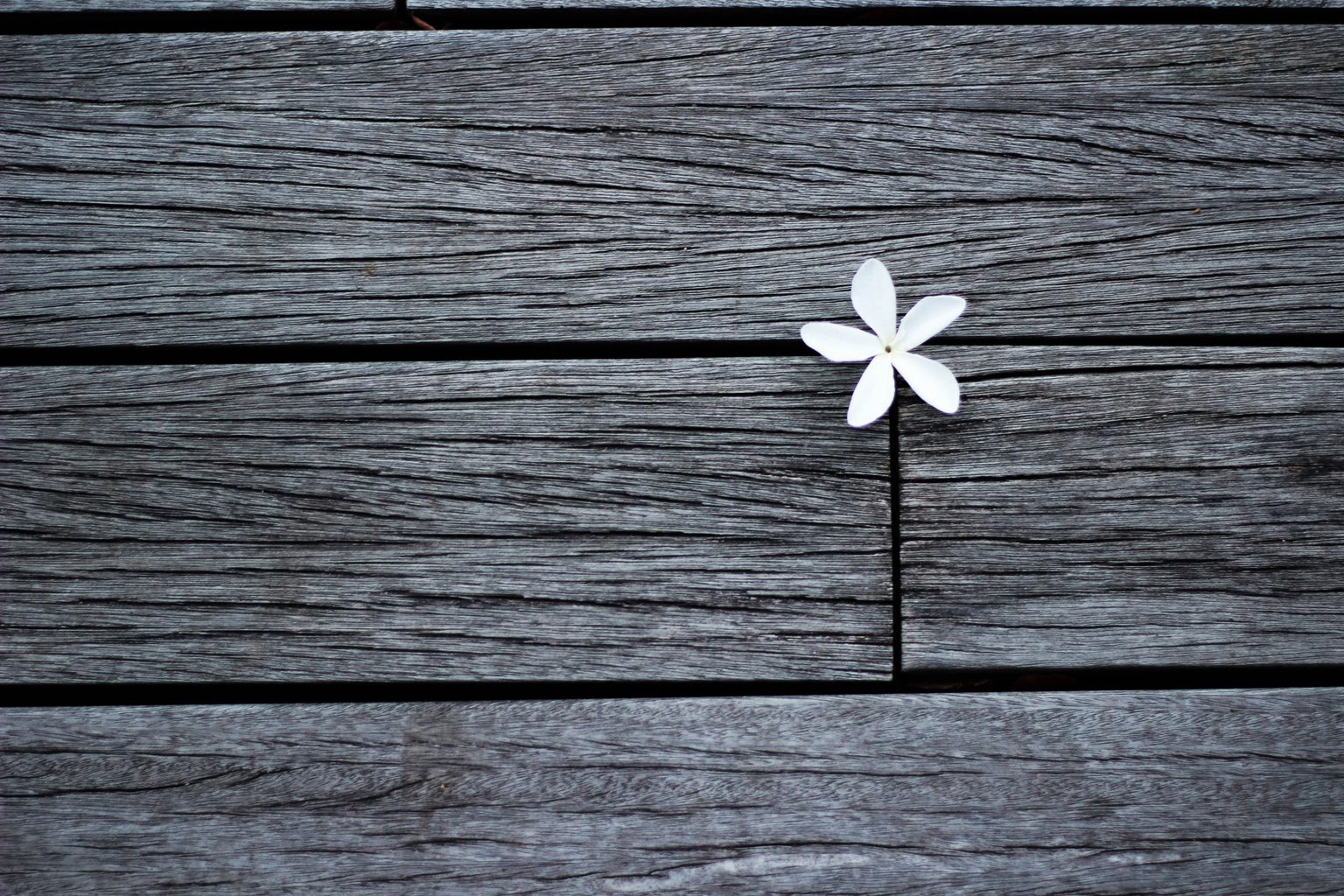 flor regla tercios