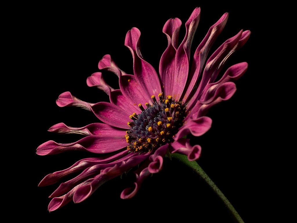 Flor rosa con fondo negro