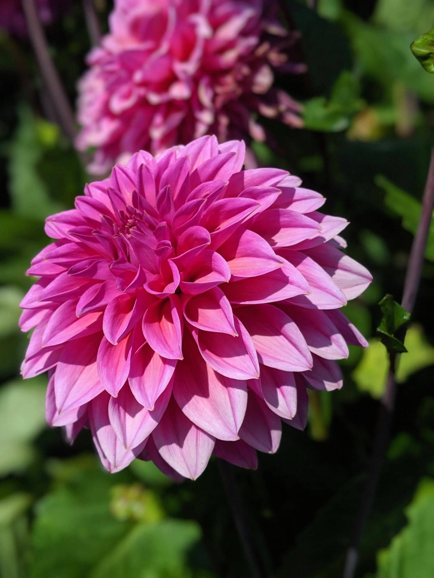 Foto de flor tomada con luz dura