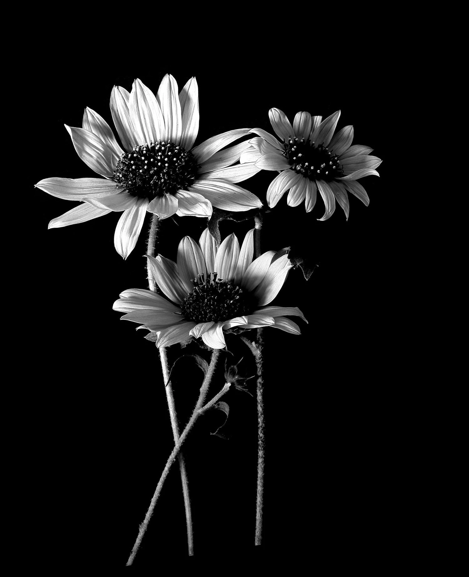 still life sunflowers