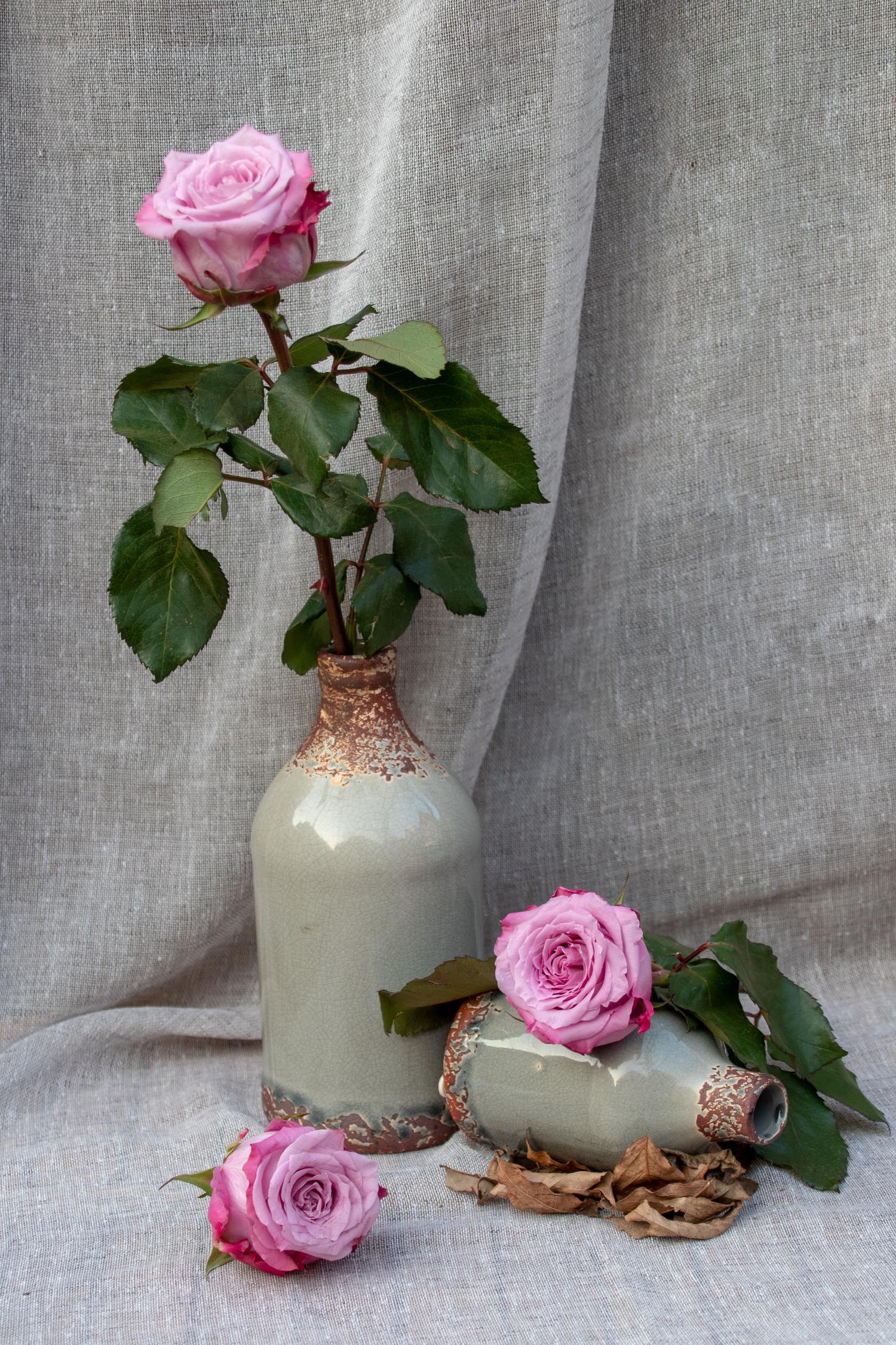 rosas bodegón