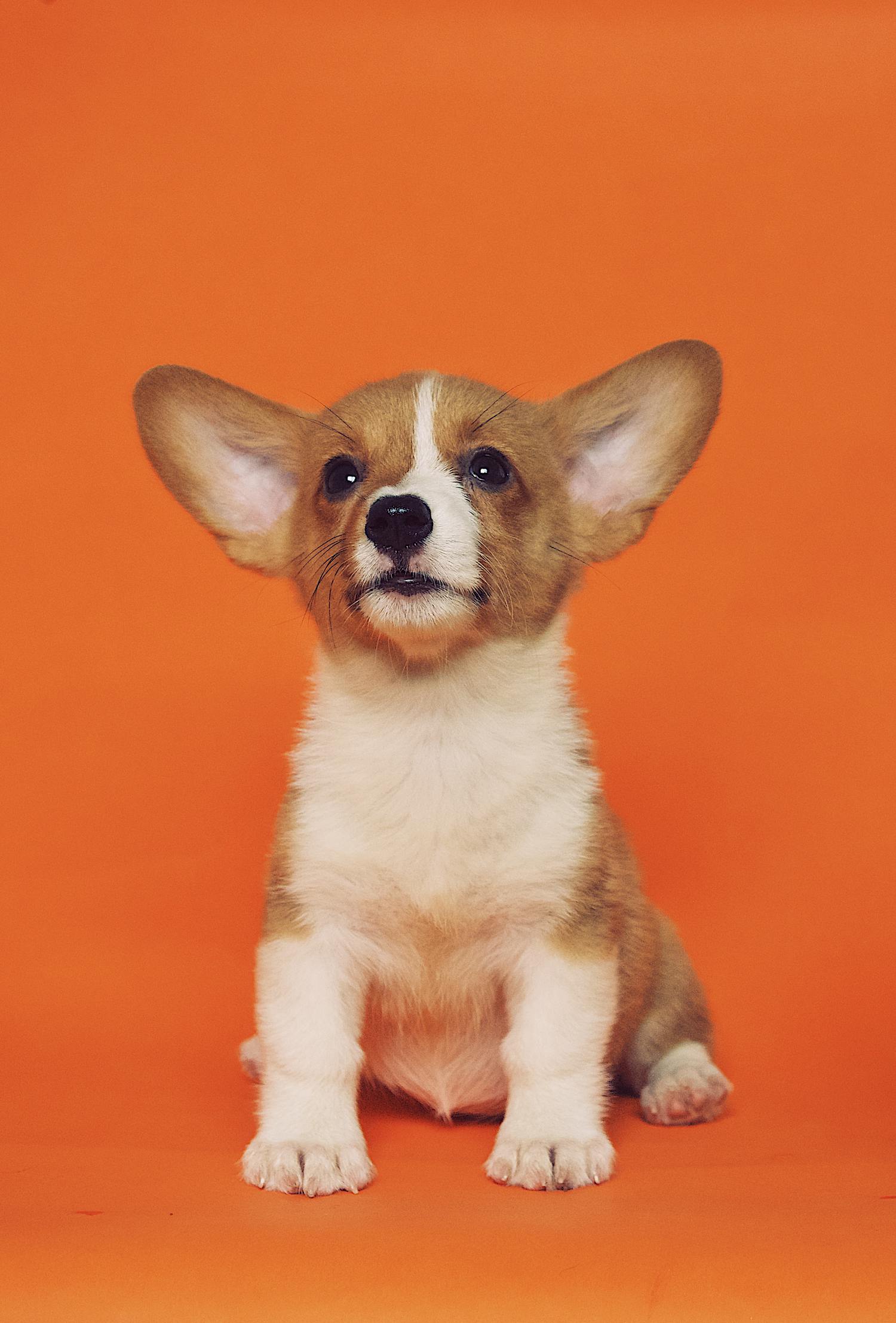 Foto de perro con fondo naranja