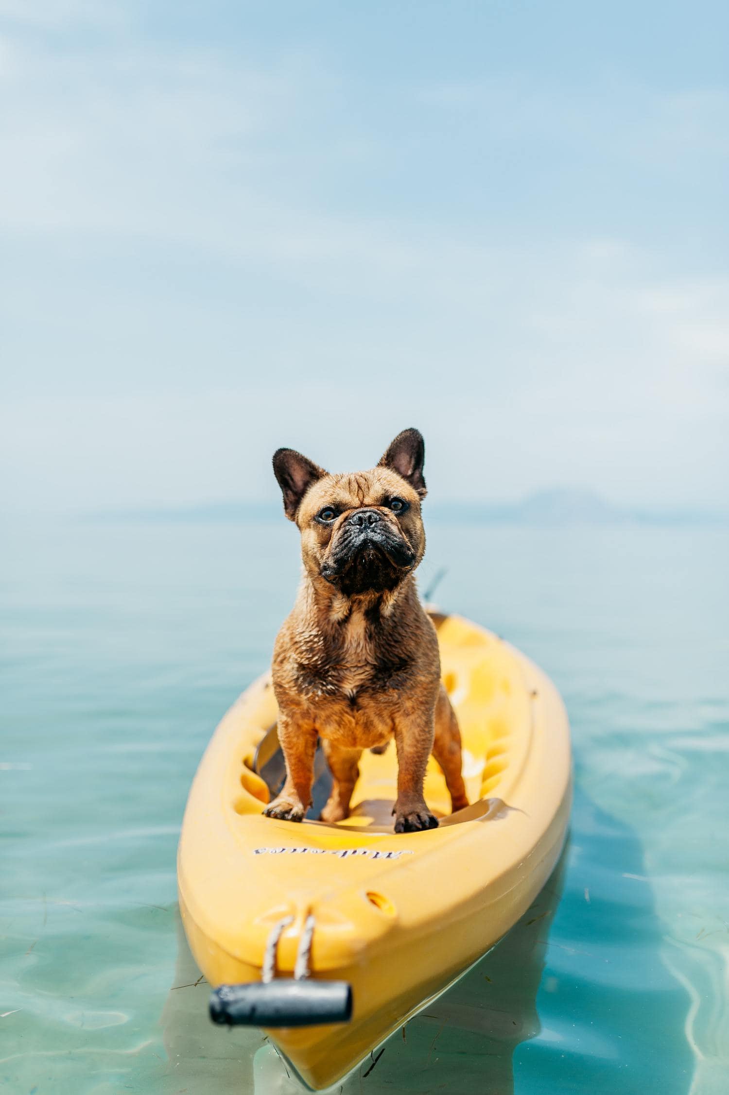 perro surf