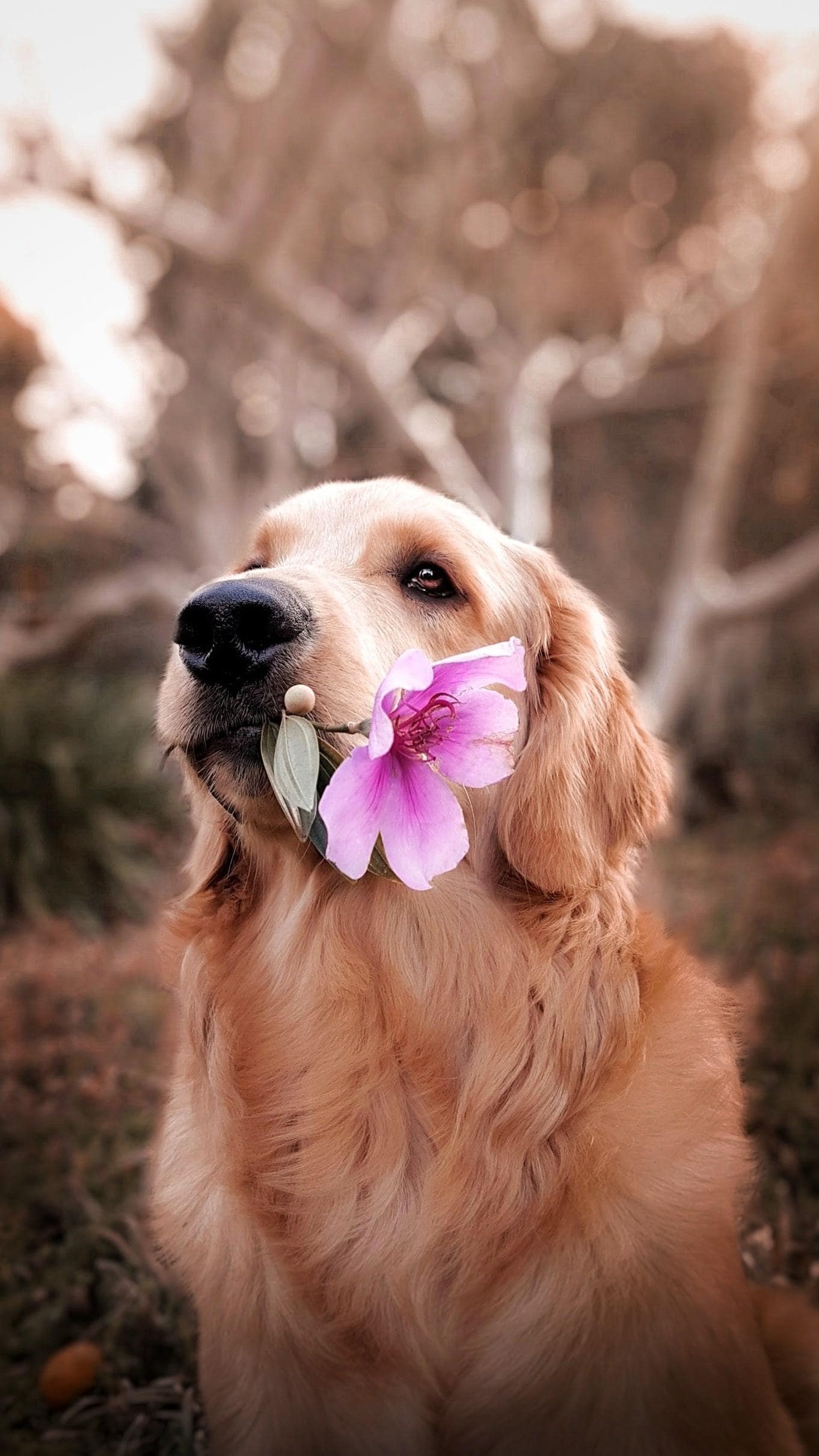 perro con flor en la boca y fondo desenfocado