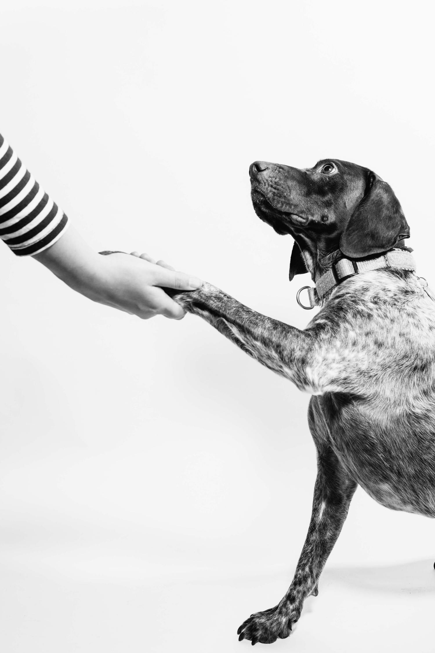 perro pata mano