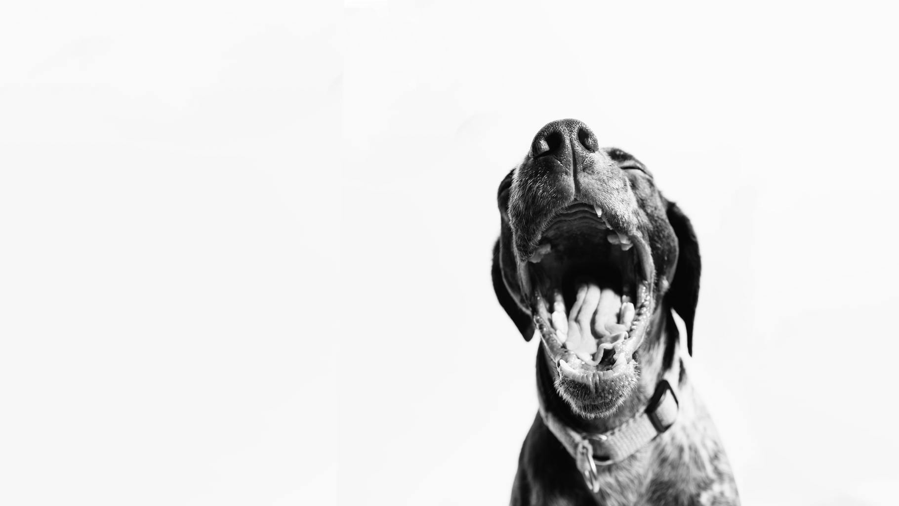 foto de perro bostezando