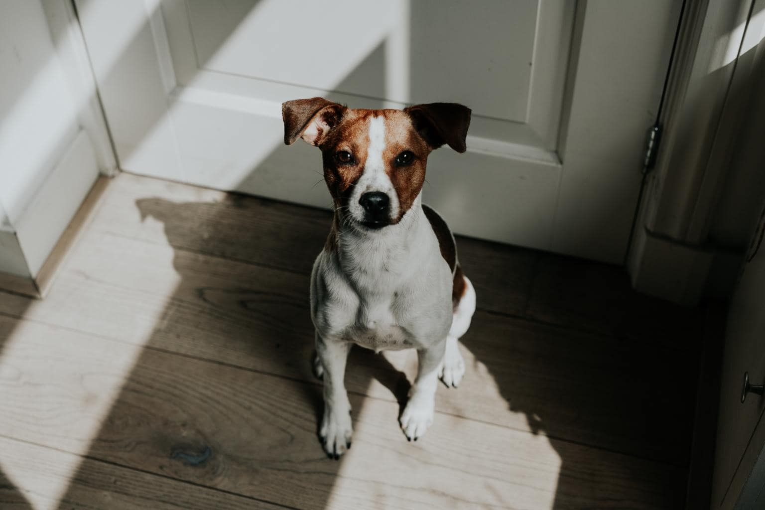perro luz