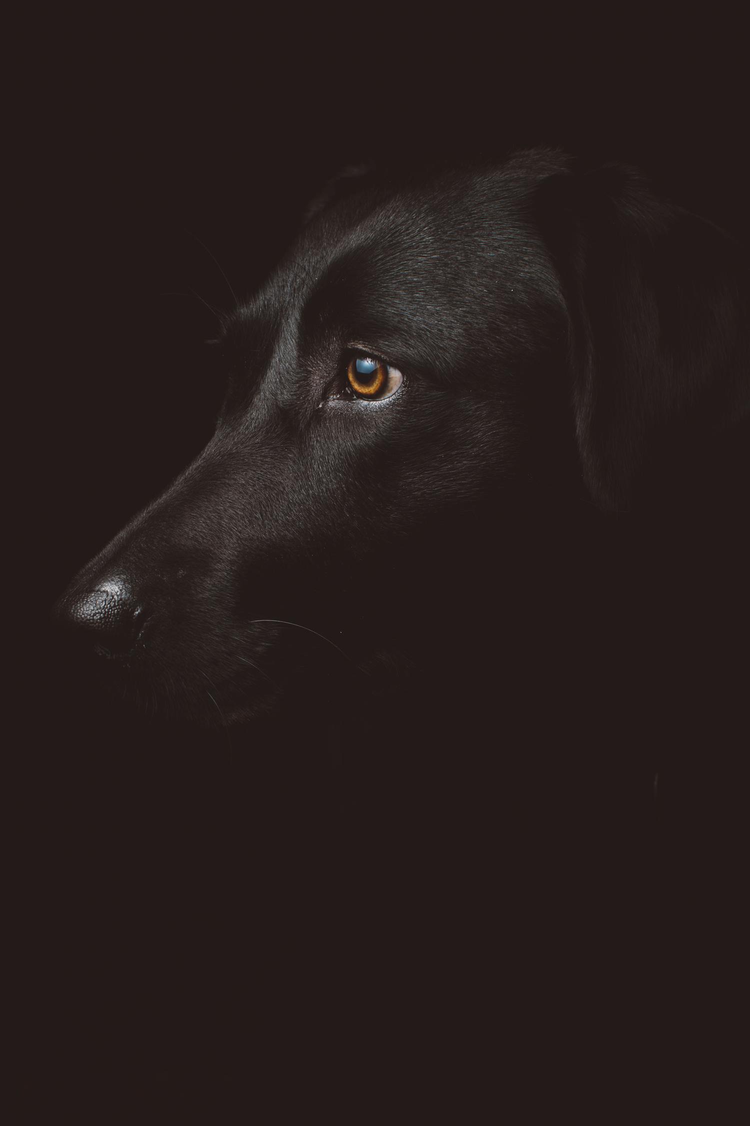 foto de perro en clave baja