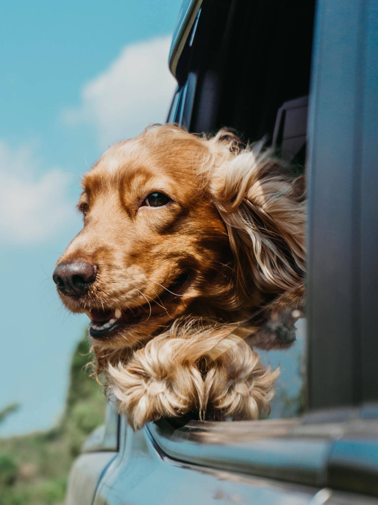 foto de perro asomando por la ventana del coche