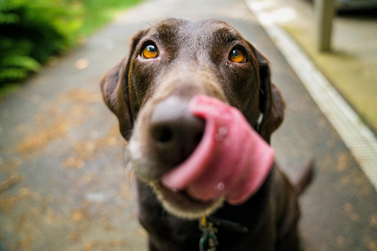 perro lengua