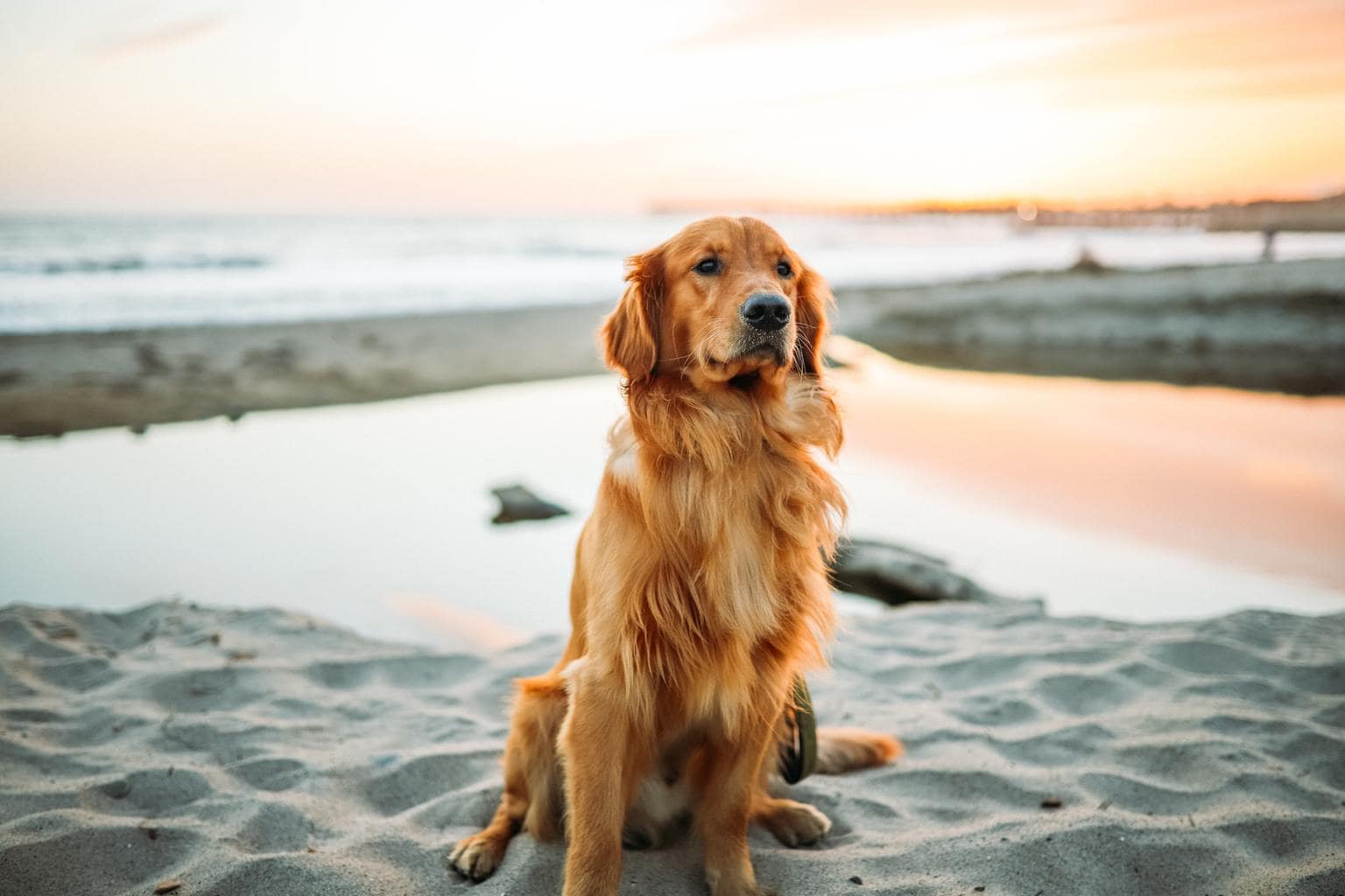 foto de perro en la playa al atardecer