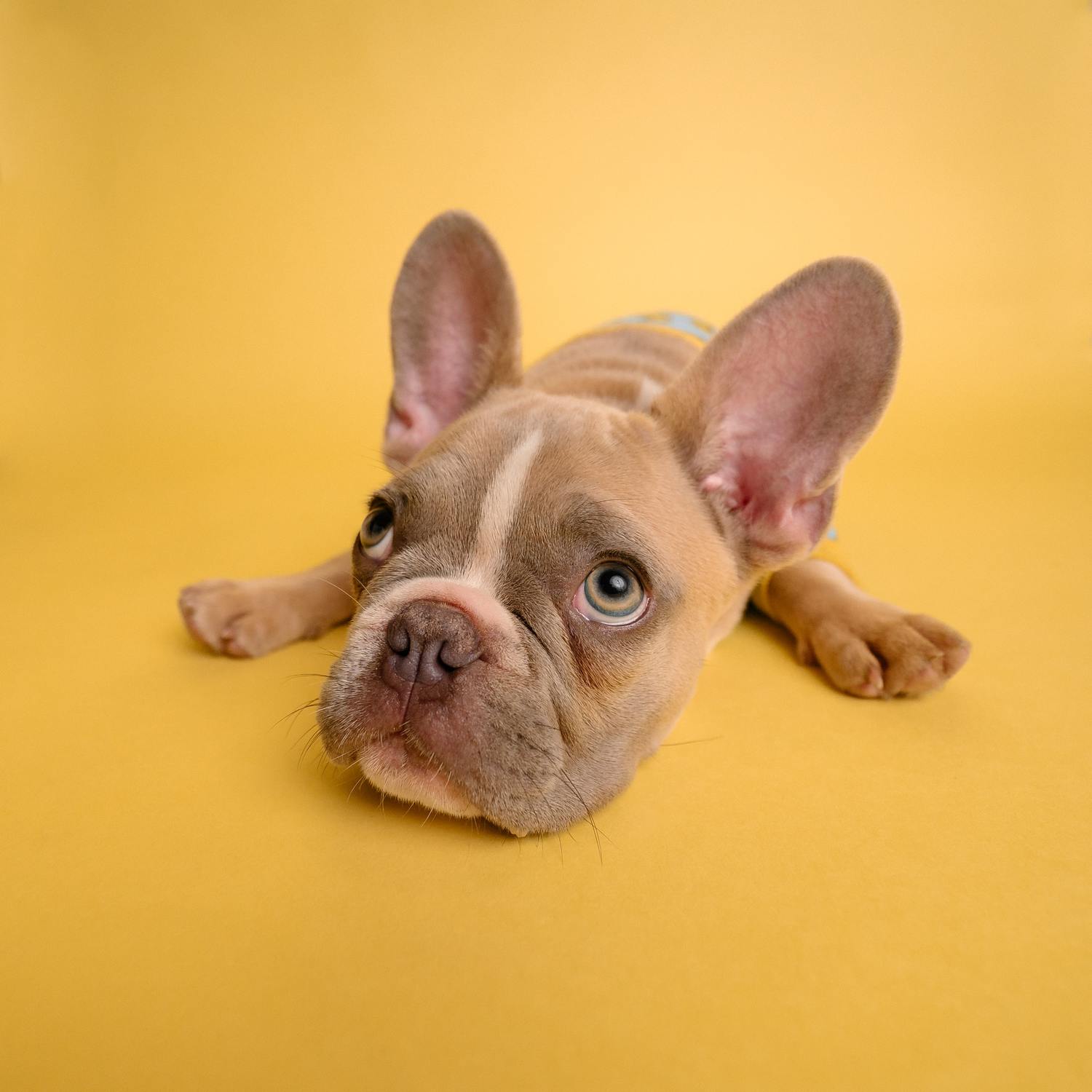 perro fondo amarillo