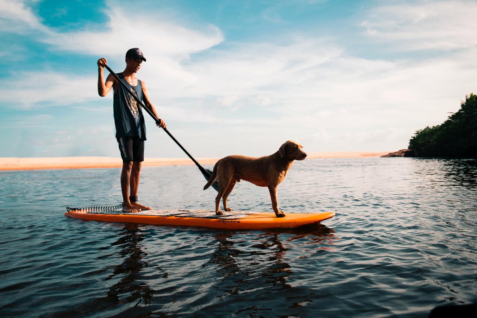 perro paddlesurf