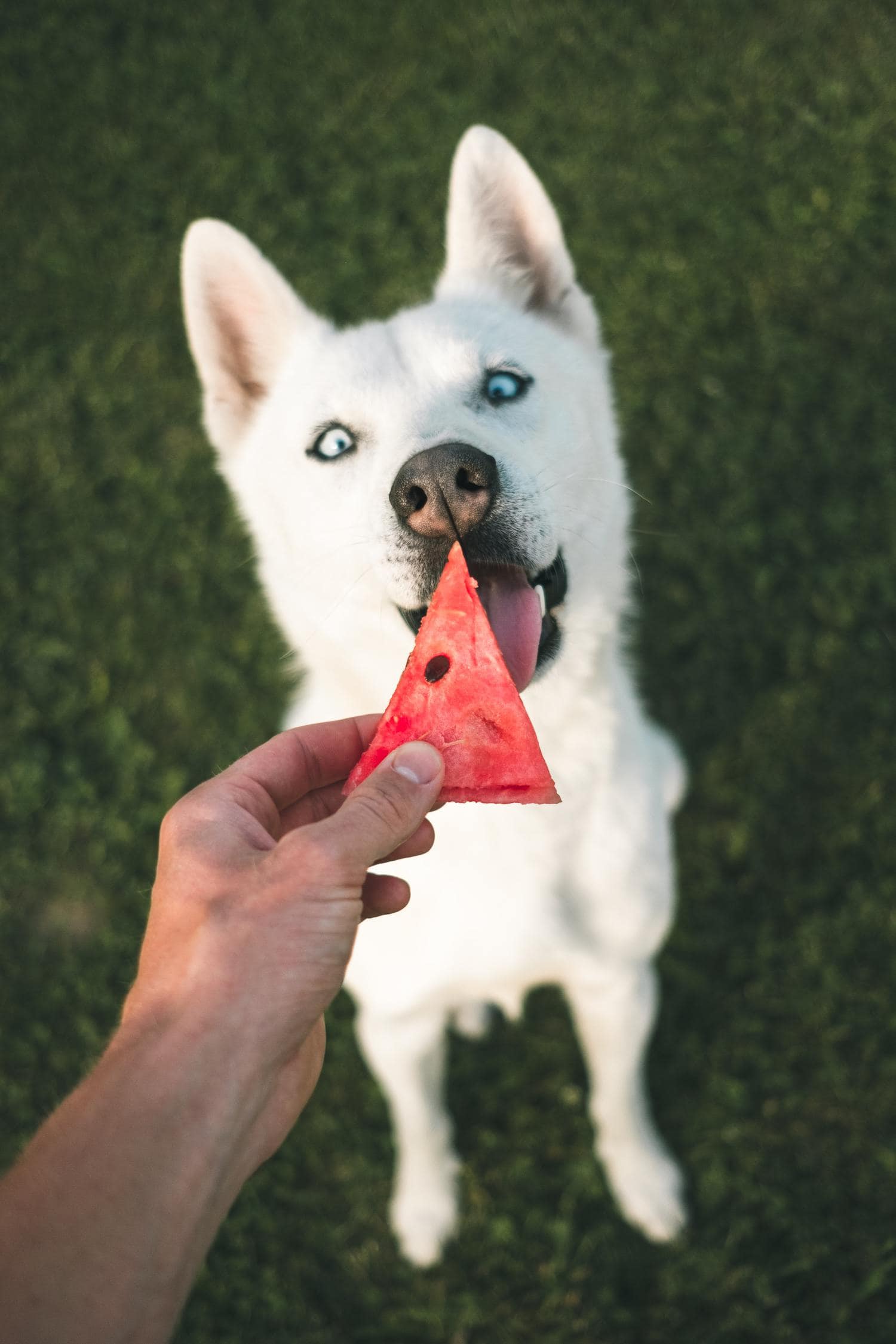 perro sandía