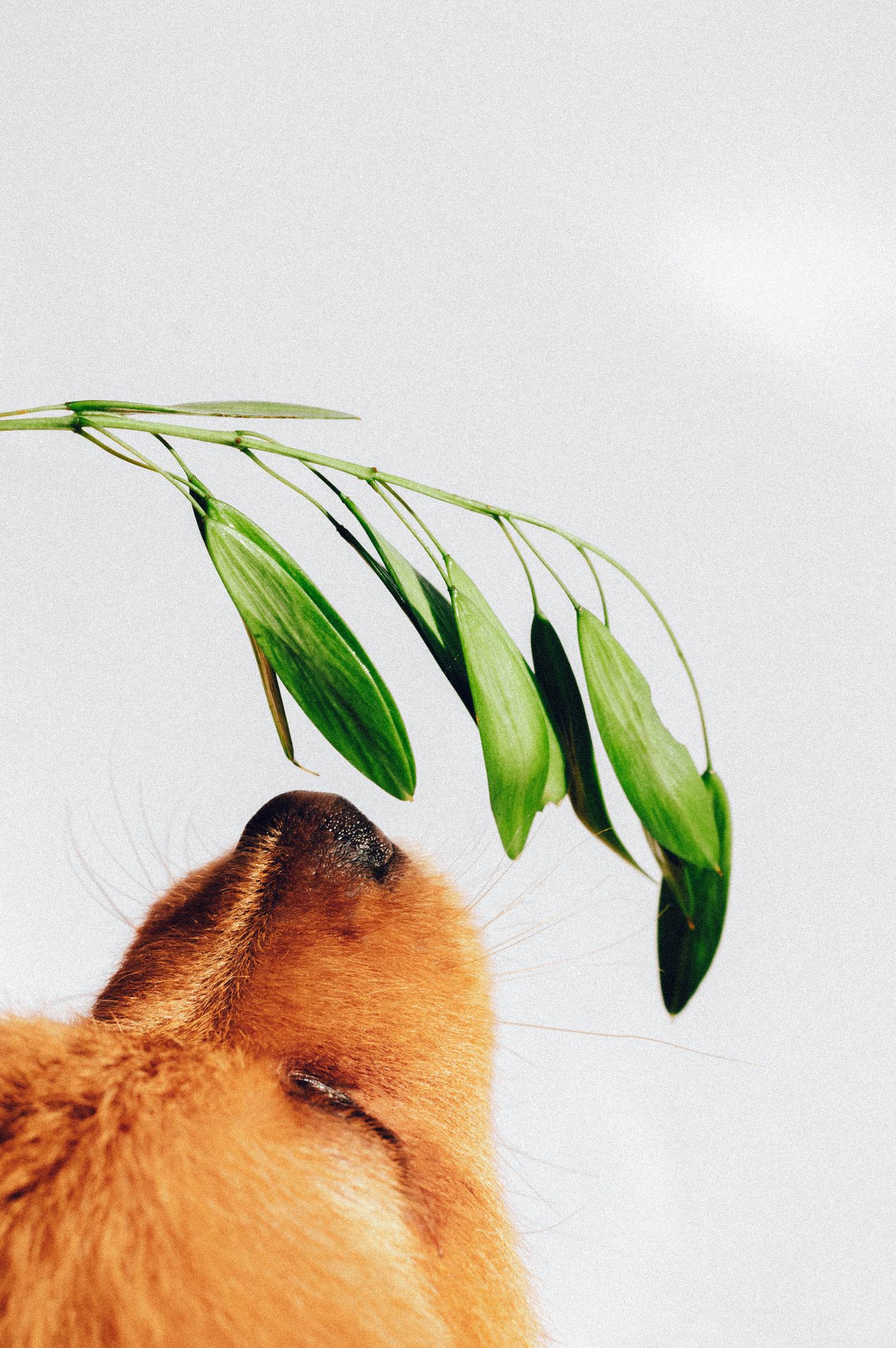hocico de perro oliendo planta
