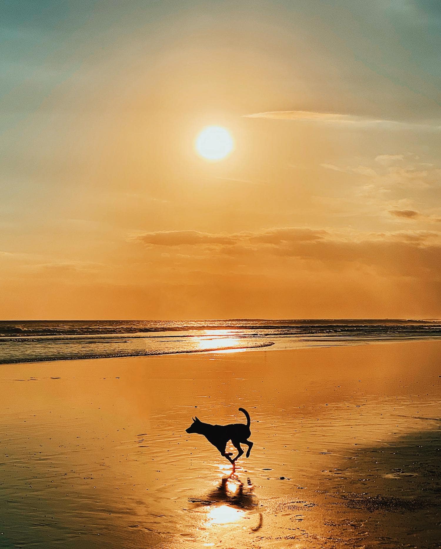 silueta de perro en playa al atardecer