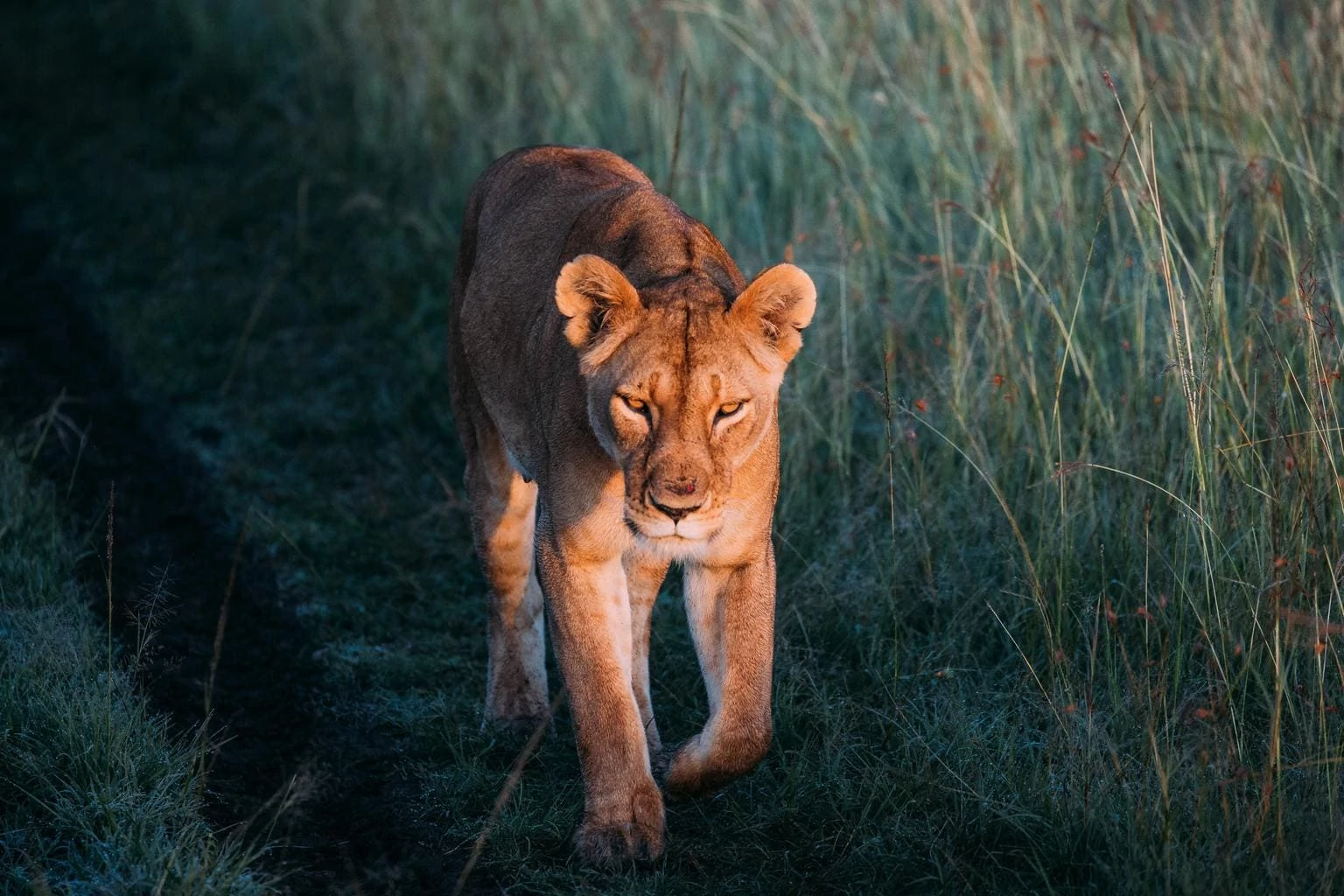 portada para artículo de fotografía de fauna salvaje