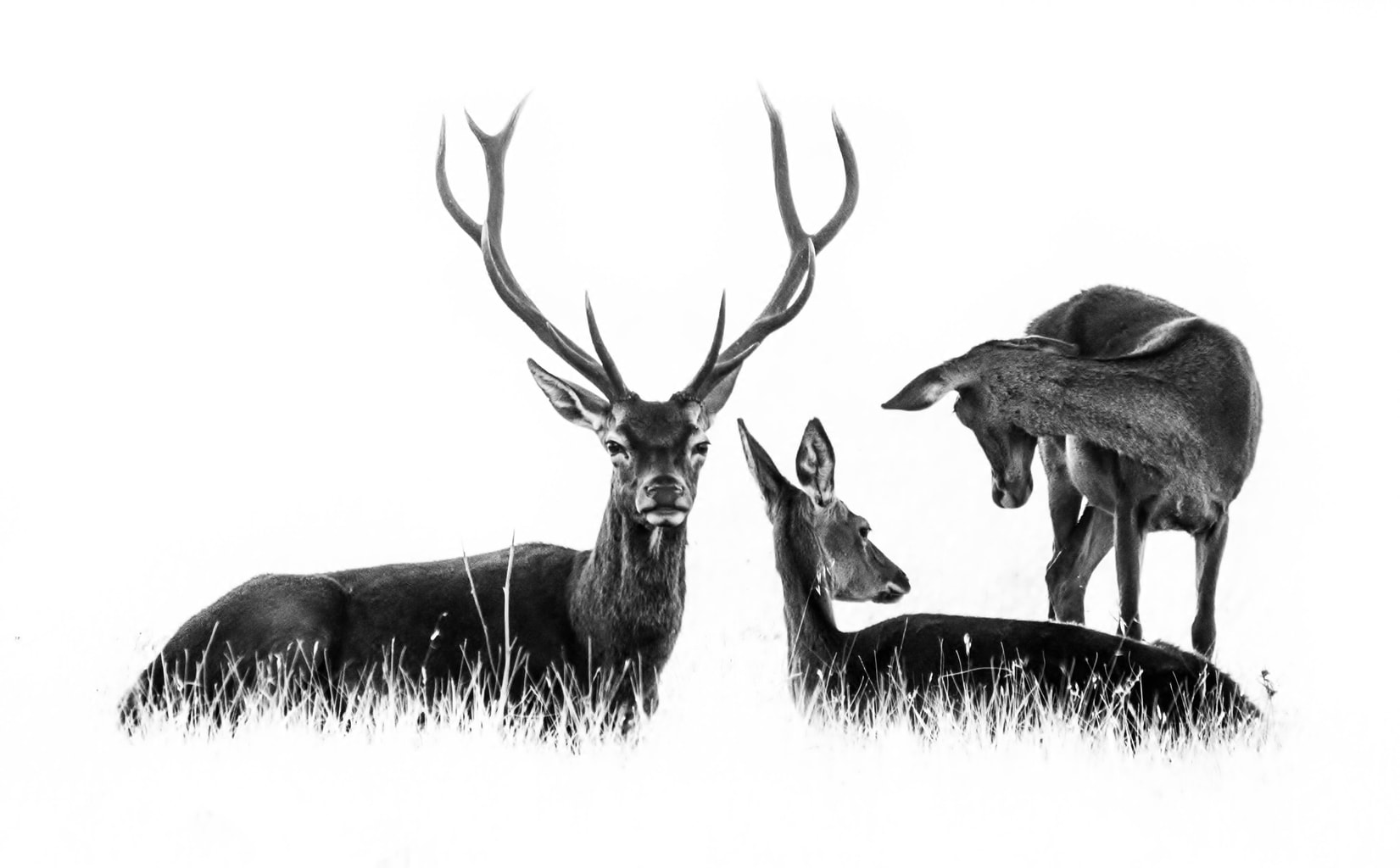 Fauna salvaje en clave alta