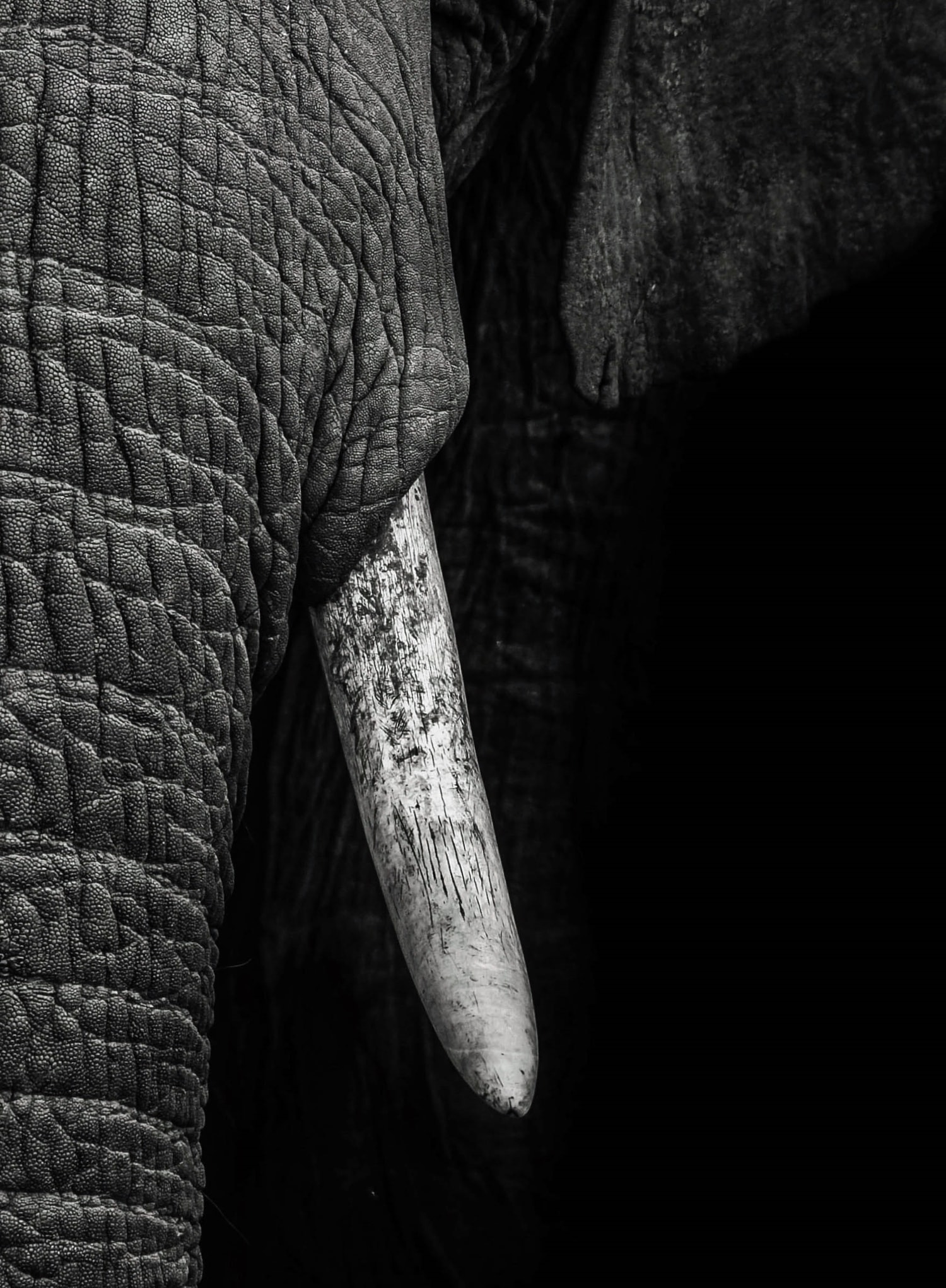 Colmillo y textura de piel de elefante