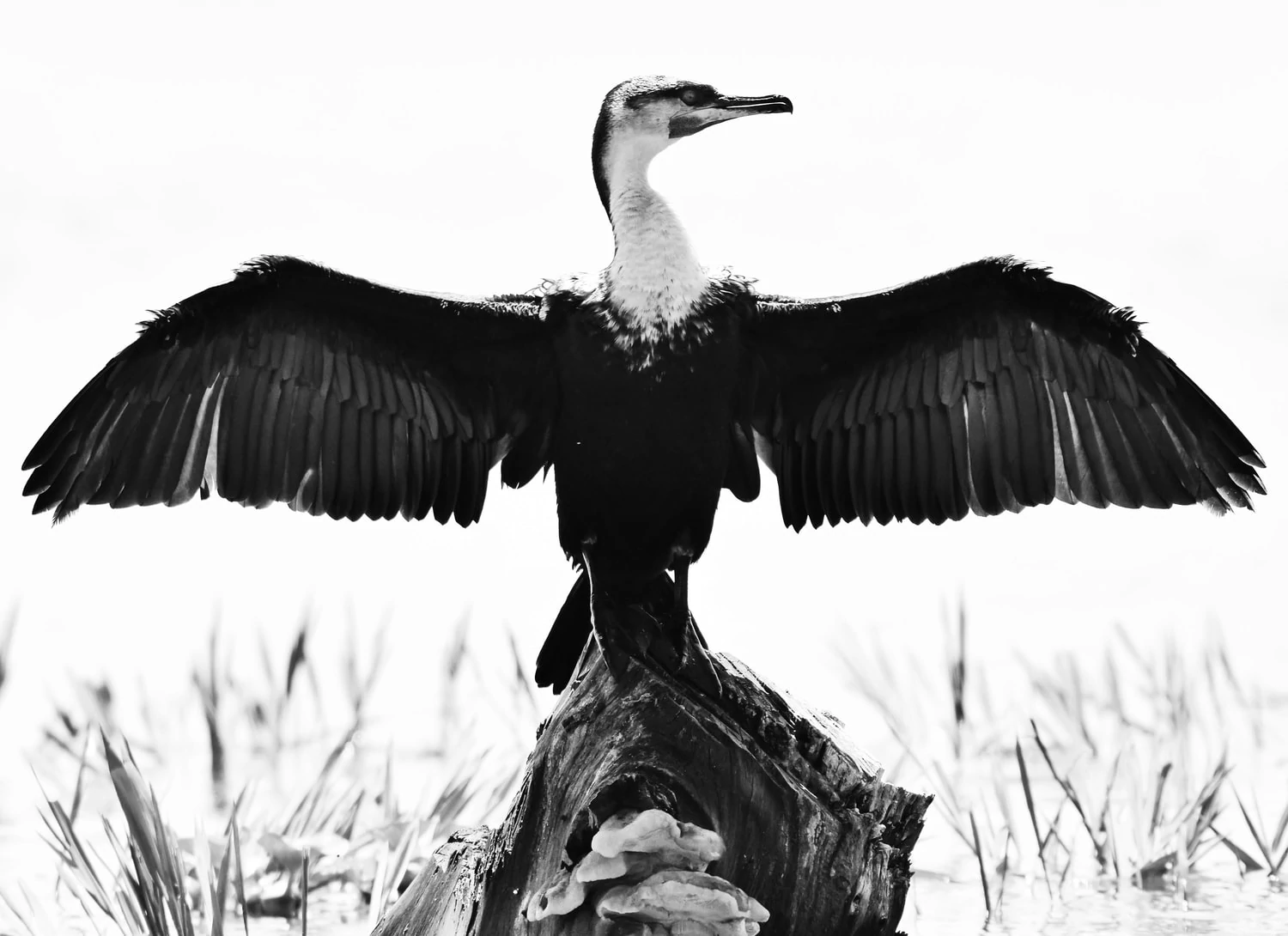 Ave fotografiada en blanco y negro con simetría de las alas en armonía