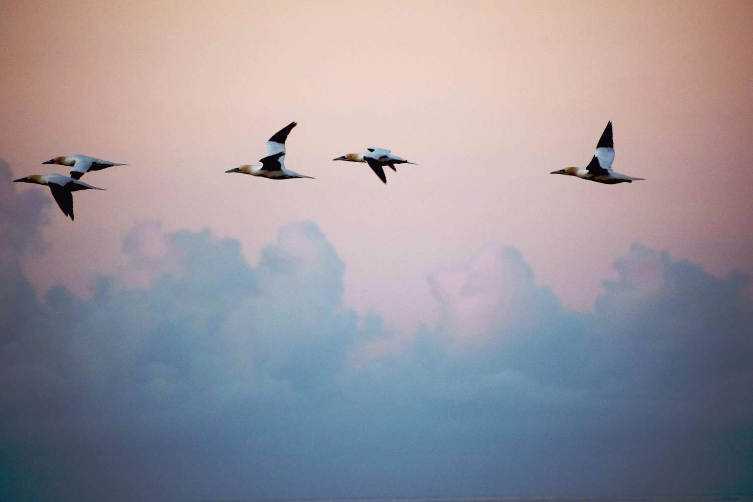 Pájaros voladores para fotoreto65