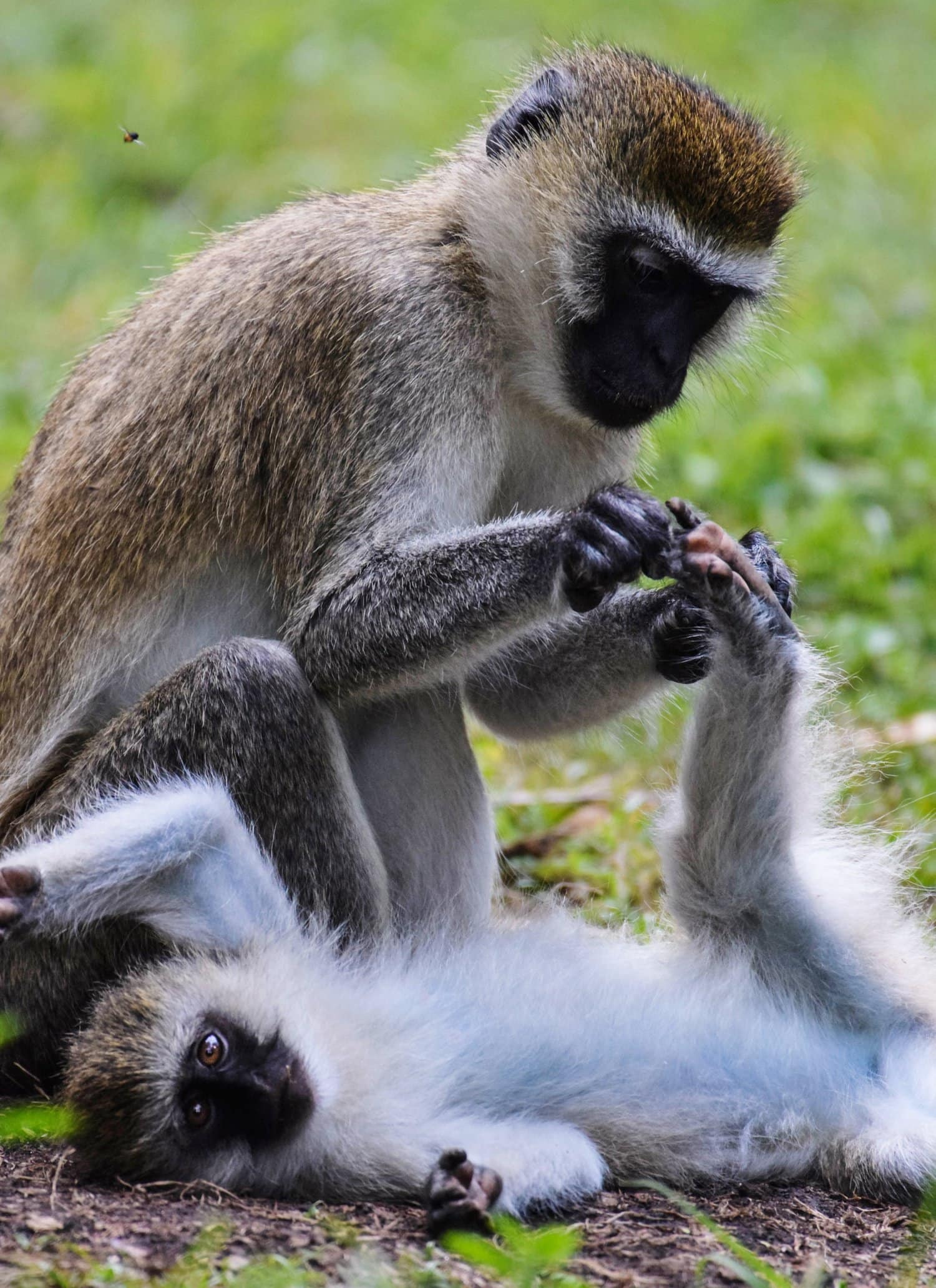 Monos fotografiados captando parte de su personalidad