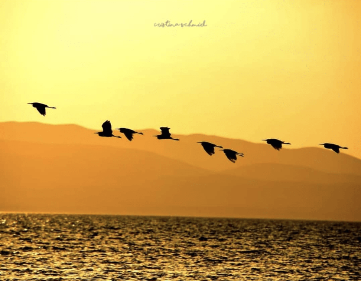 paisaje atardecer pájaros