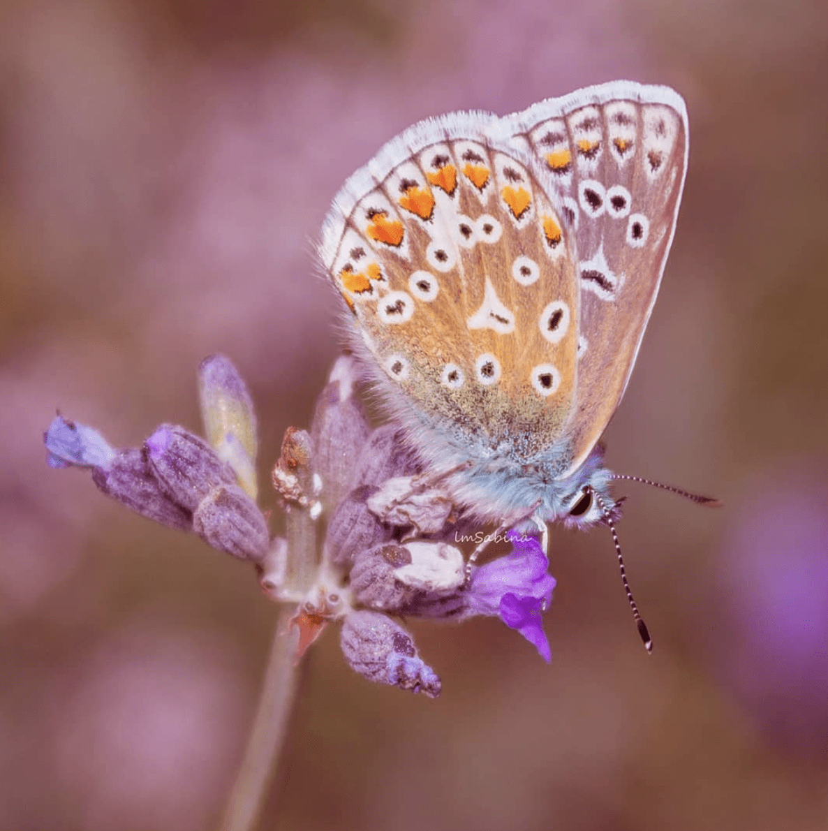 Mariposa sobre flor ganadora del fotoreto62 de naturaleza