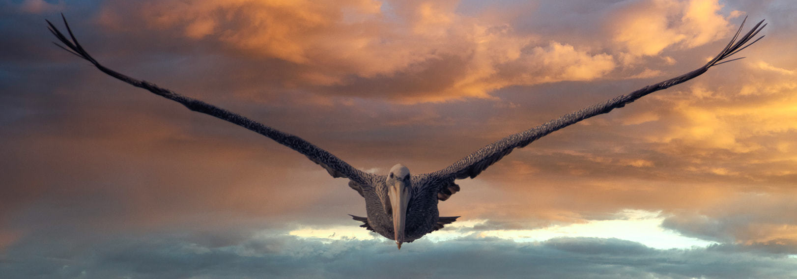 pájaro en vuelo visto desde el frente