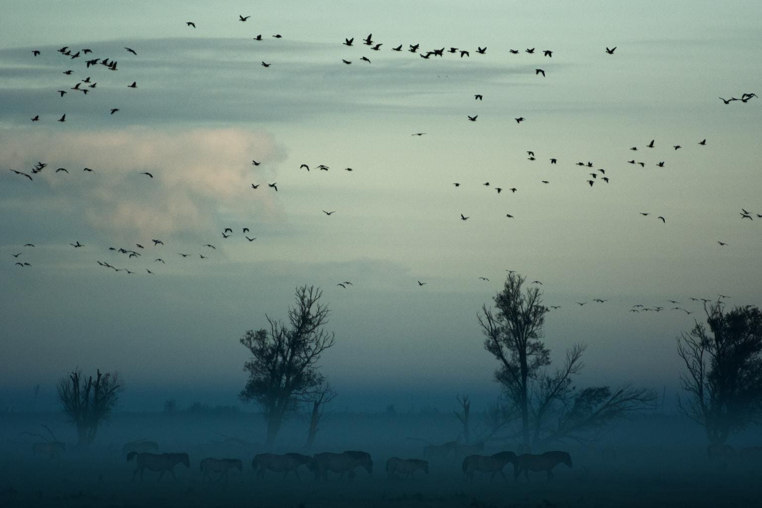 Paisaje con pájaros en el cielo