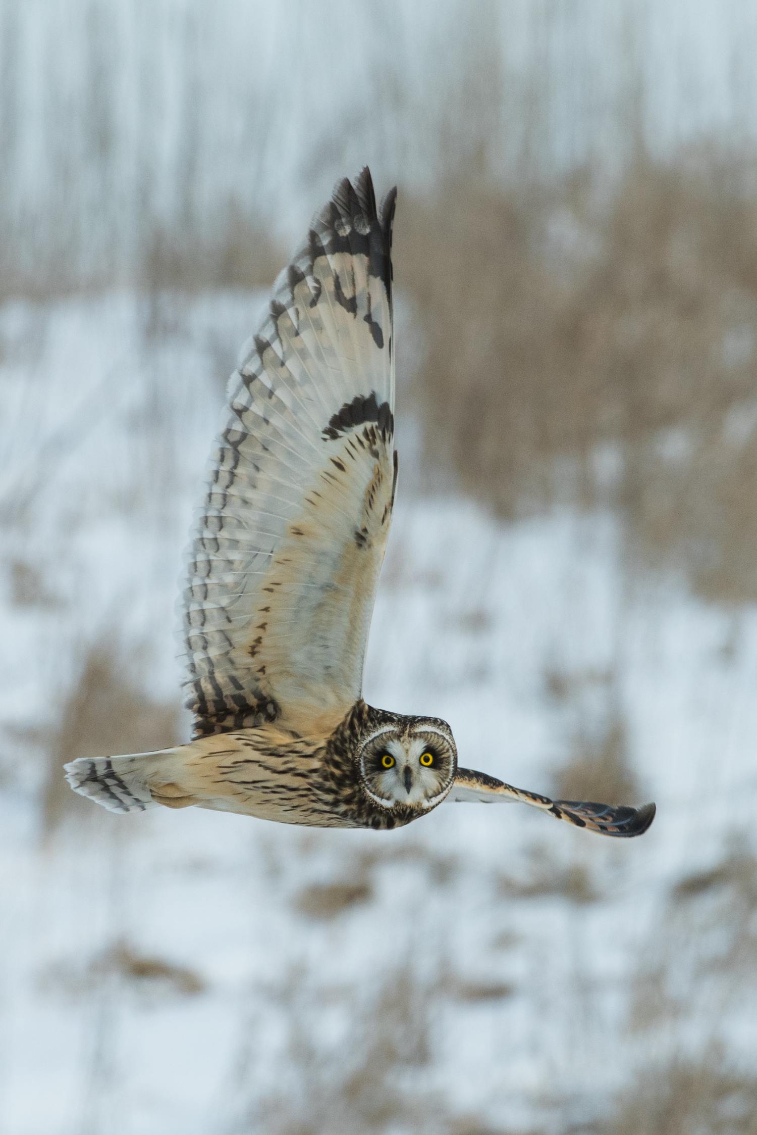 Búho volando