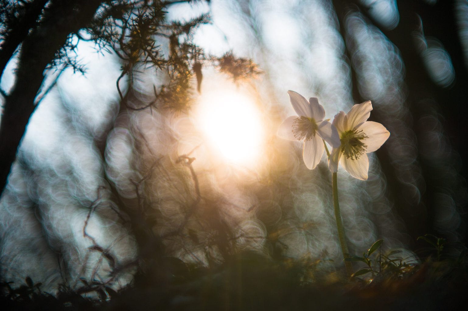 Flor a contraluz para ejercicio fotográfico