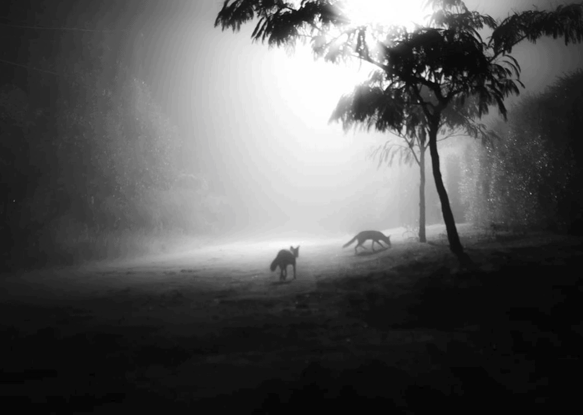 Zorros en la niebla, fotografía ganadora del Fotoreto67