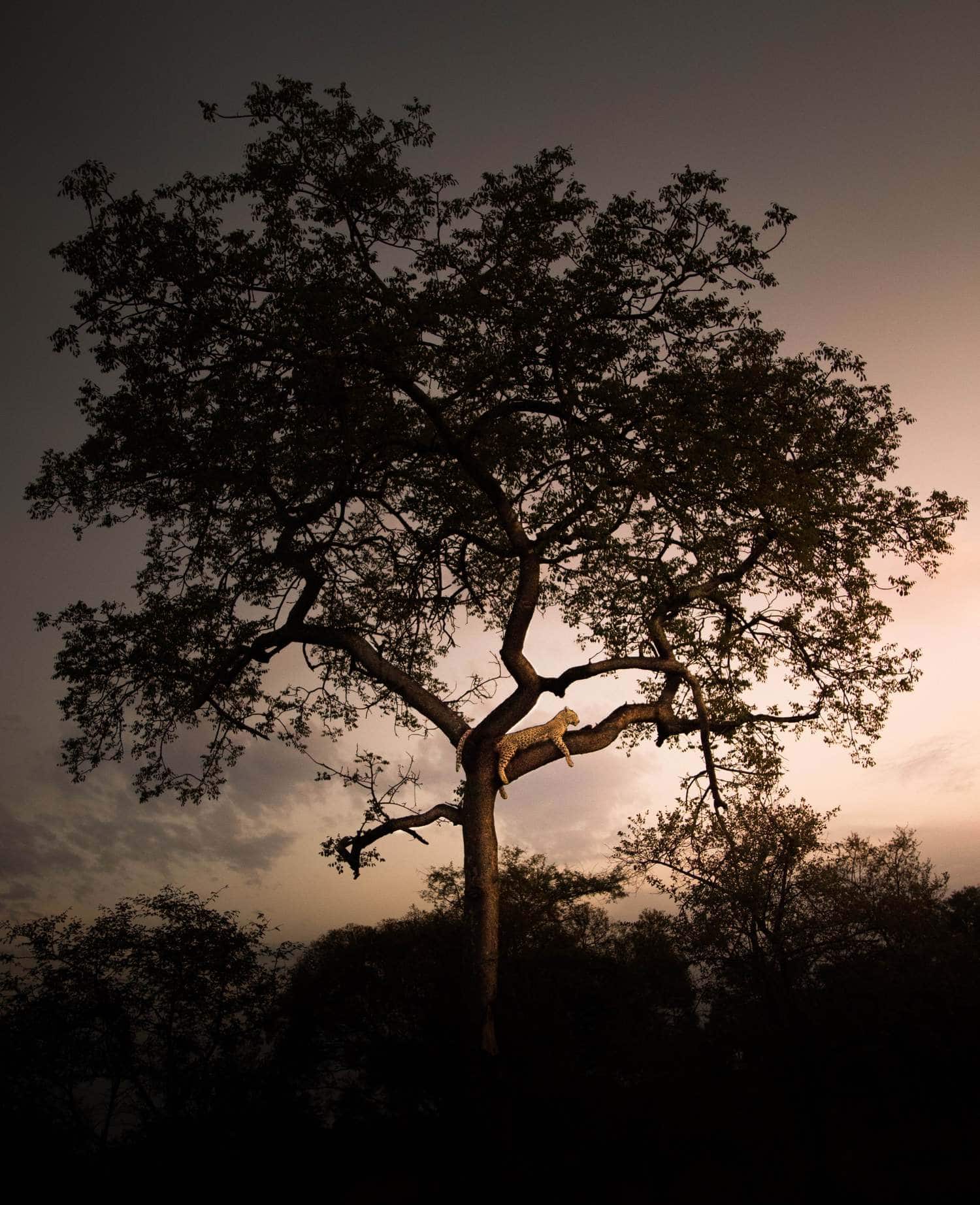 Leopardo descansando en una rama del árbol al atardecer