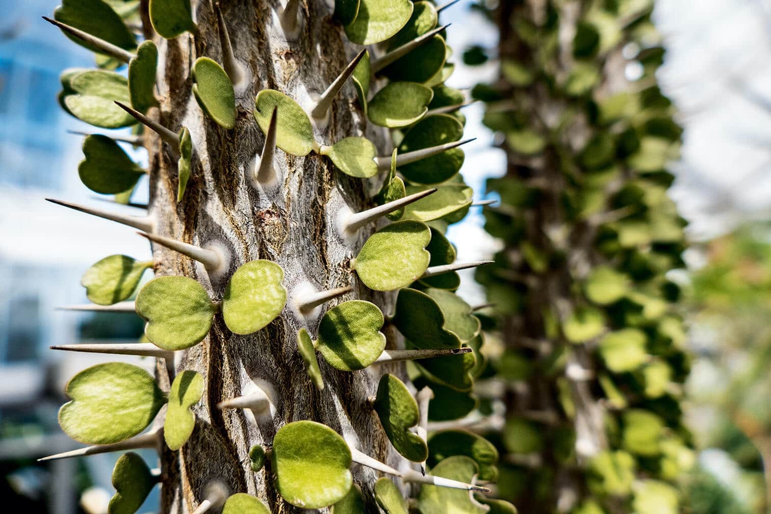 Fotografía de planta tomada con una cámara bridge Leica V-Lux 5
