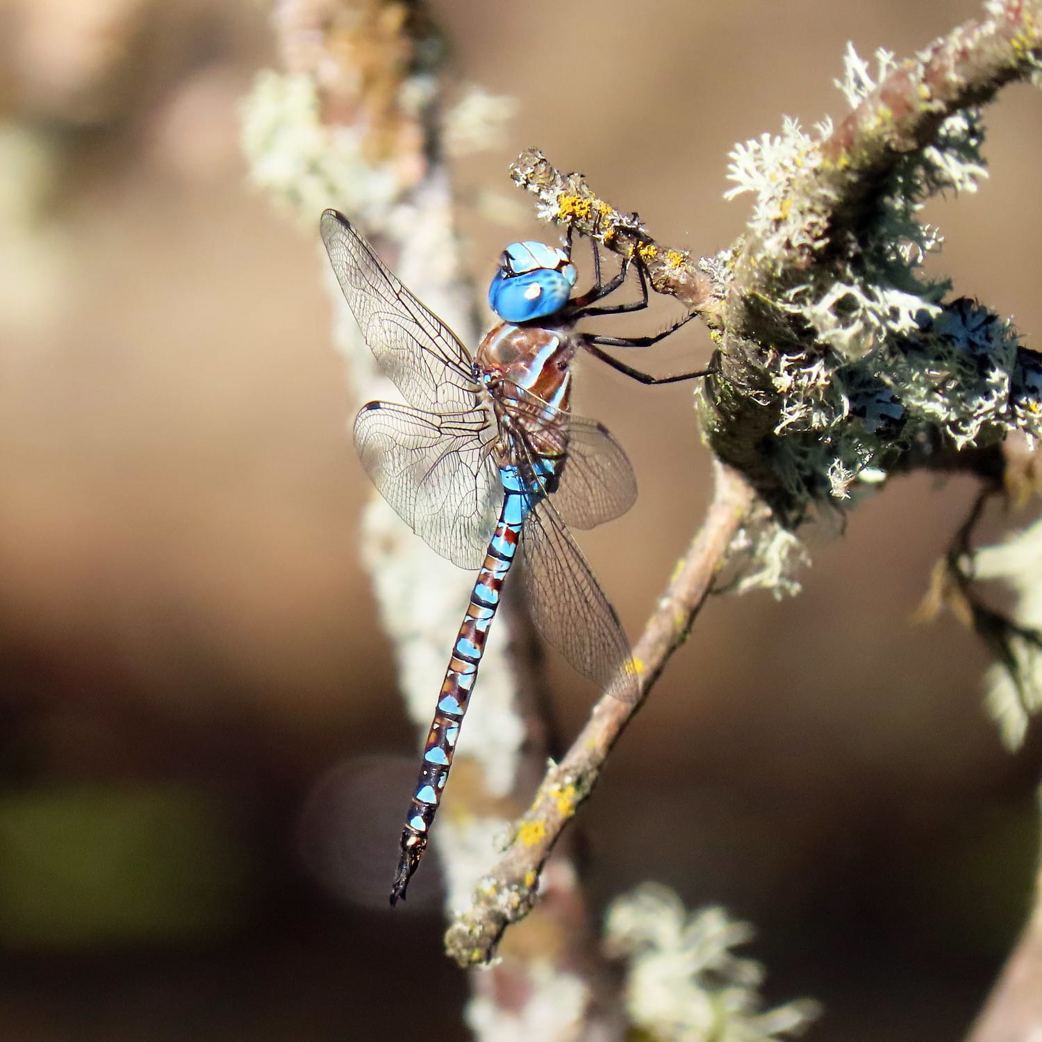 Libélula fotografiada con una cámara bridge Canon PowerShot SX70 HS