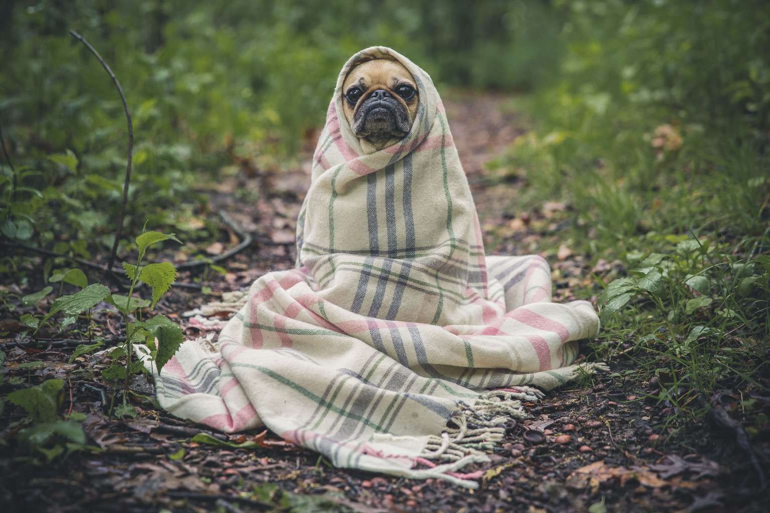 Perro abrigado para fotoreto80: frío