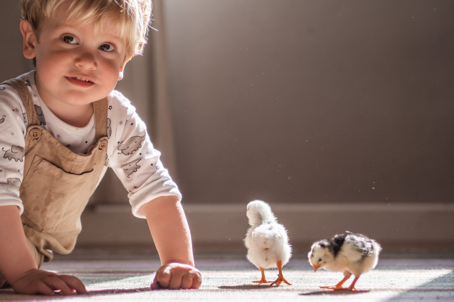 Photograph of child at home with two chicks